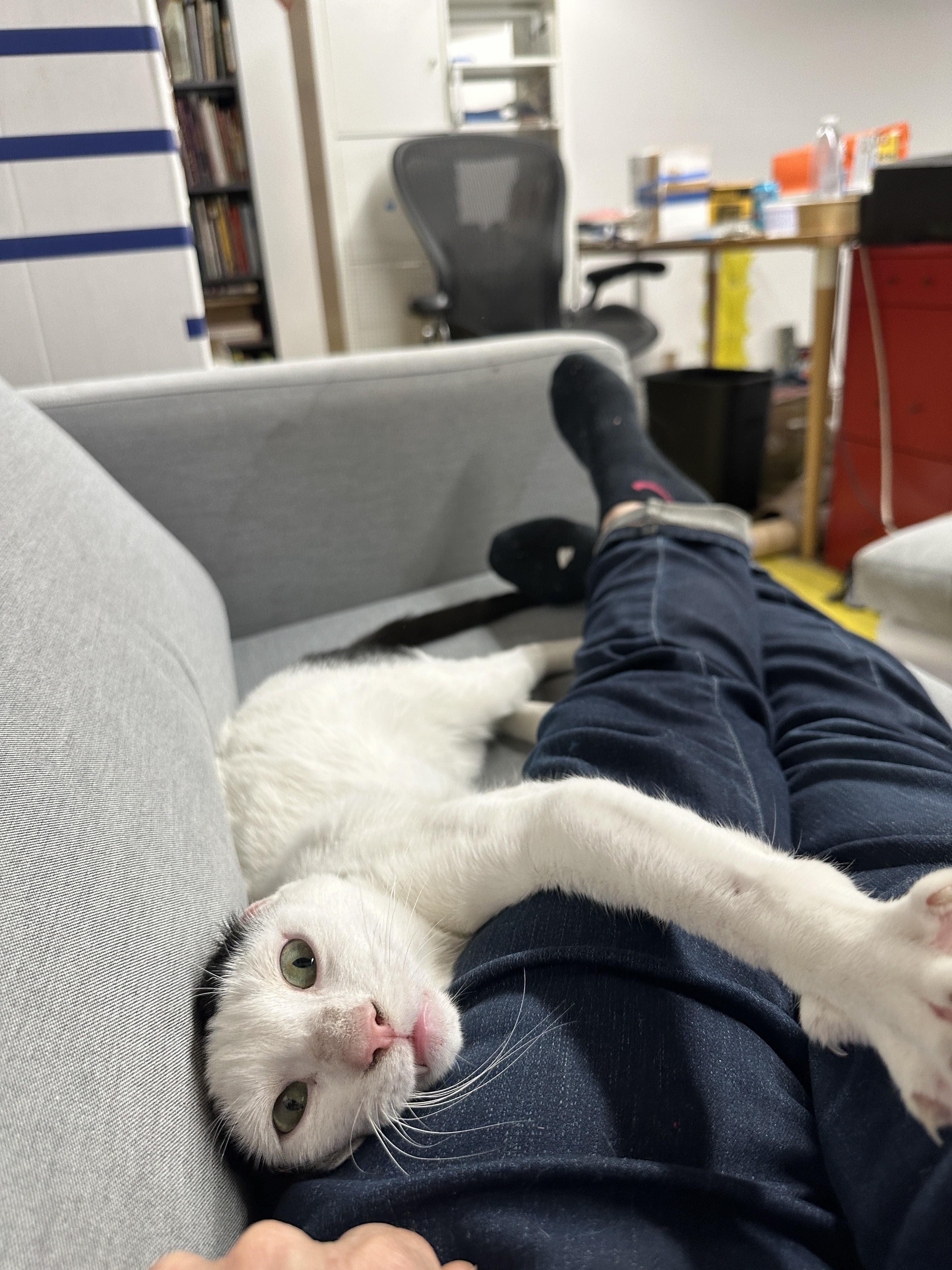 Willoughby, a ADOPTABLE Domestic Short Hair in brooklyn, NY image 5/6