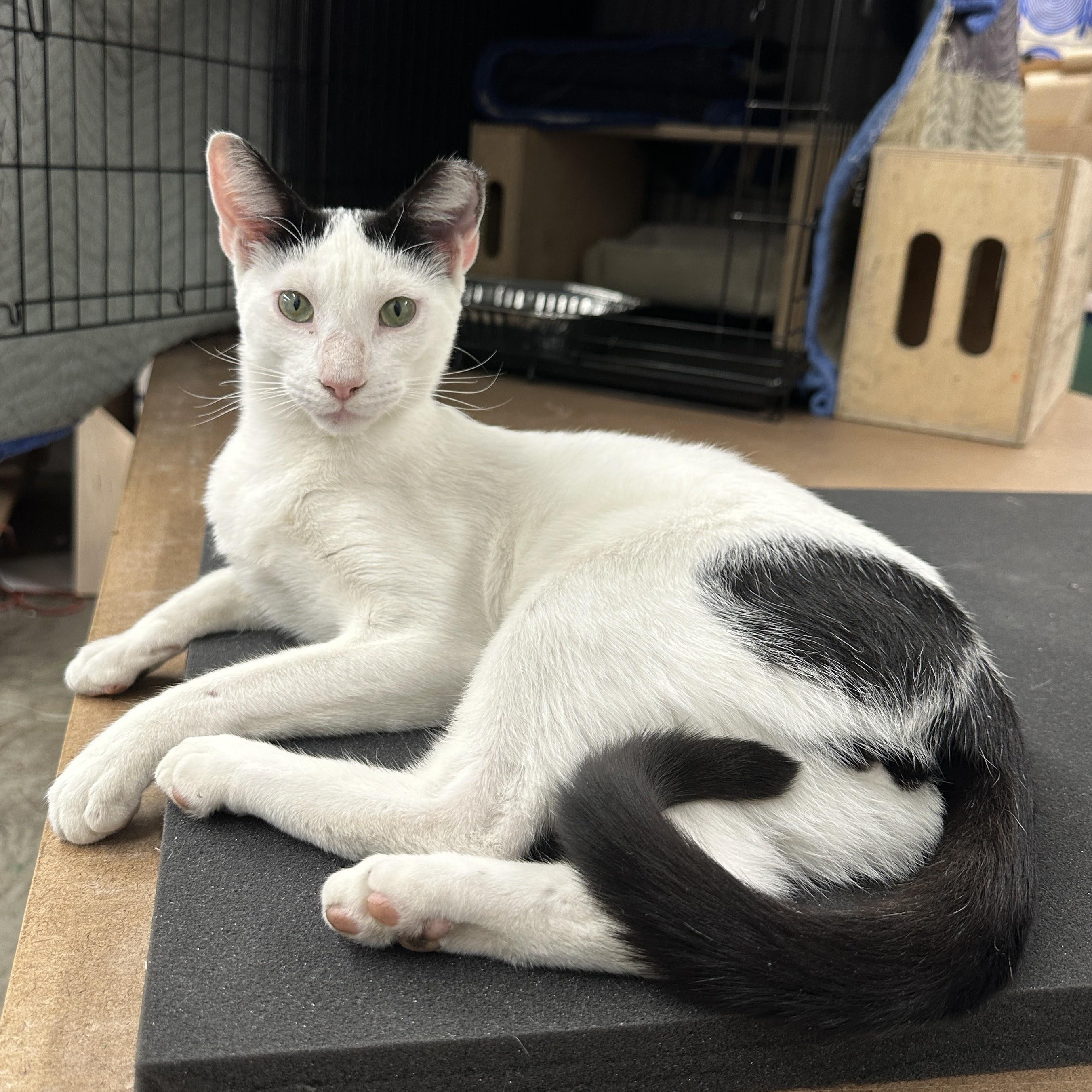 Willoughby, ADOPTABLE, Young Male Domestic Short Hair.