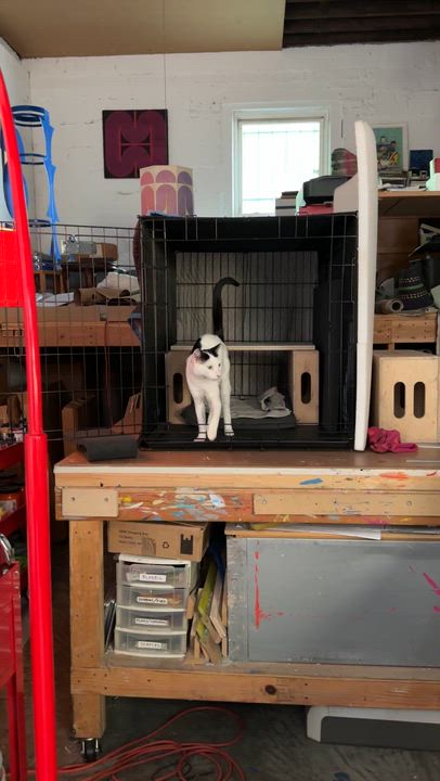 Enlarge Willoughby, a ADOPTABLE Domestic Short Hair in brooklyn, NY video 2/6