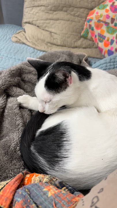 Enlarge Willoughby, a ADOPTABLE Domestic Short Hair in brooklyn, NY video 3/6