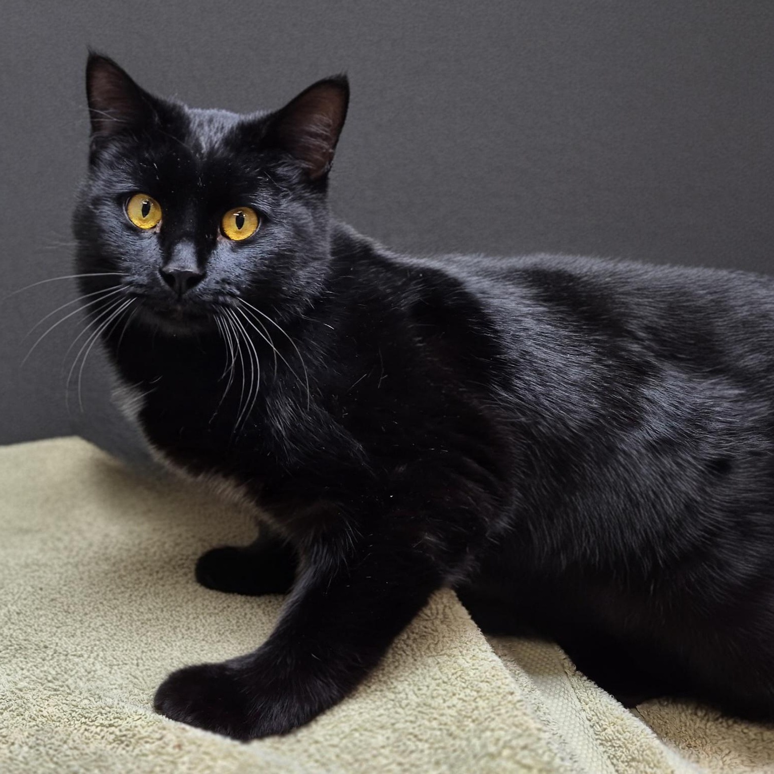 Enlarge Coolio, a Adoptable Domestic Short Hair in Grand Rapids, MI image 3/6