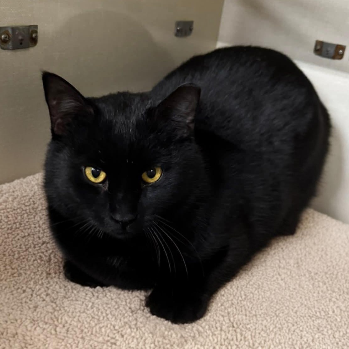 Enlarge Coolio, a Adoptable Domestic Short Hair in Grand Rapids, MI image 6/6