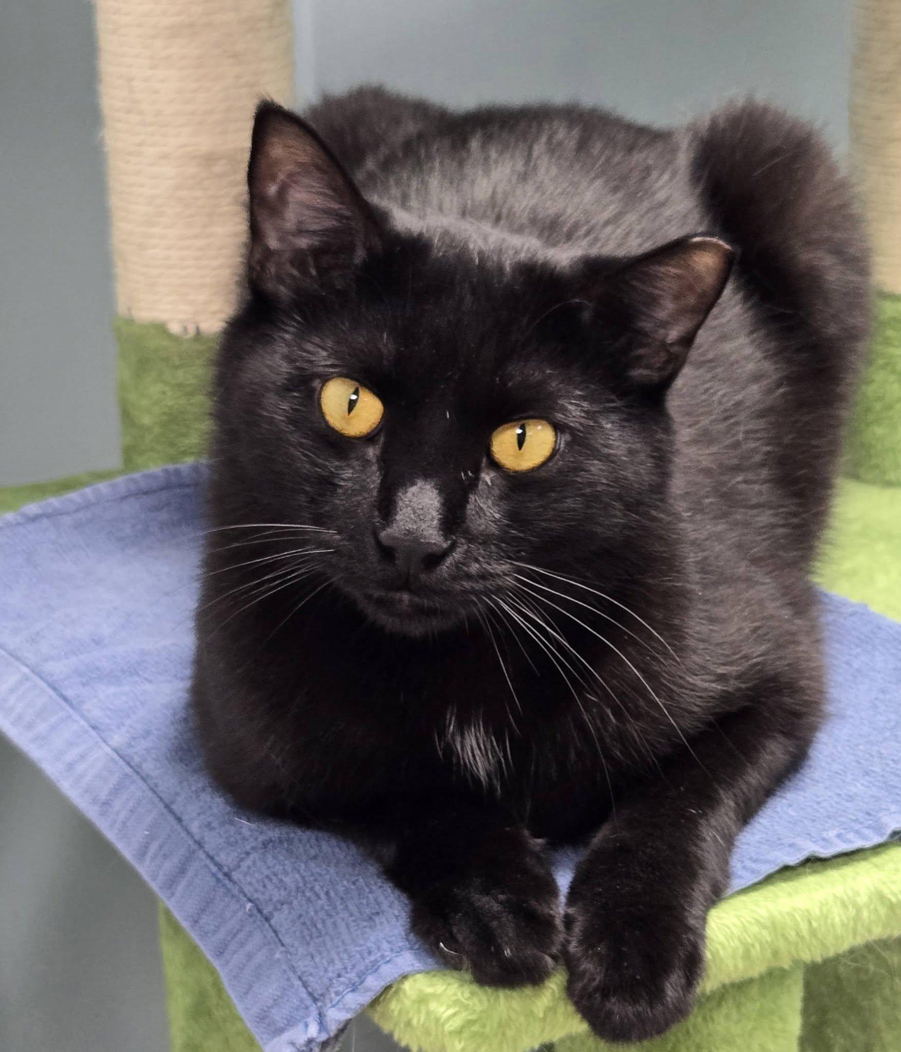 Enlarge Coolio, a Adoptable Domestic Short Hair in Grand Rapids, MI image 1/6