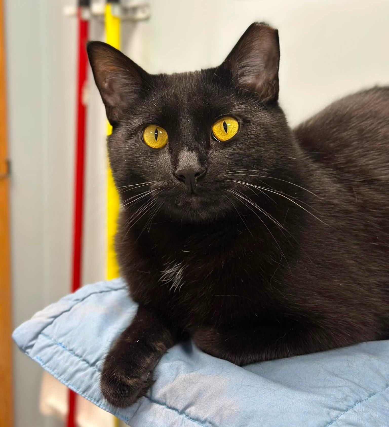 Enlarge Coolio, a Adoptable Domestic Short Hair in Grand Rapids, MI image 2/6