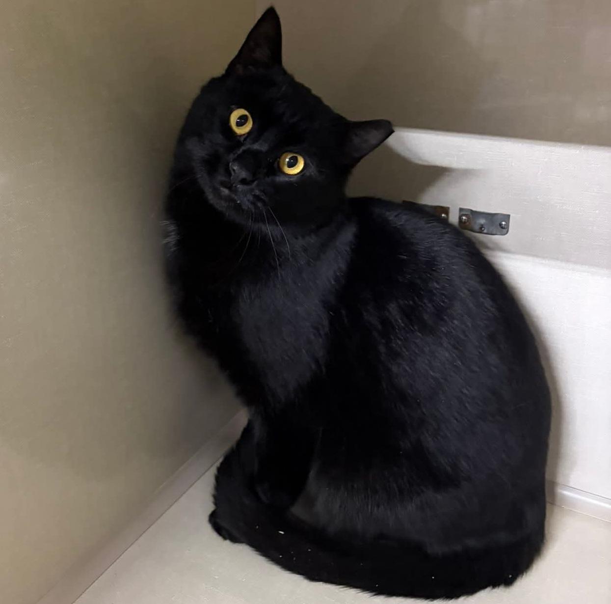 Enlarge Coolio, a Adoptable Domestic Short Hair in Grand Rapids, MI image 4/6