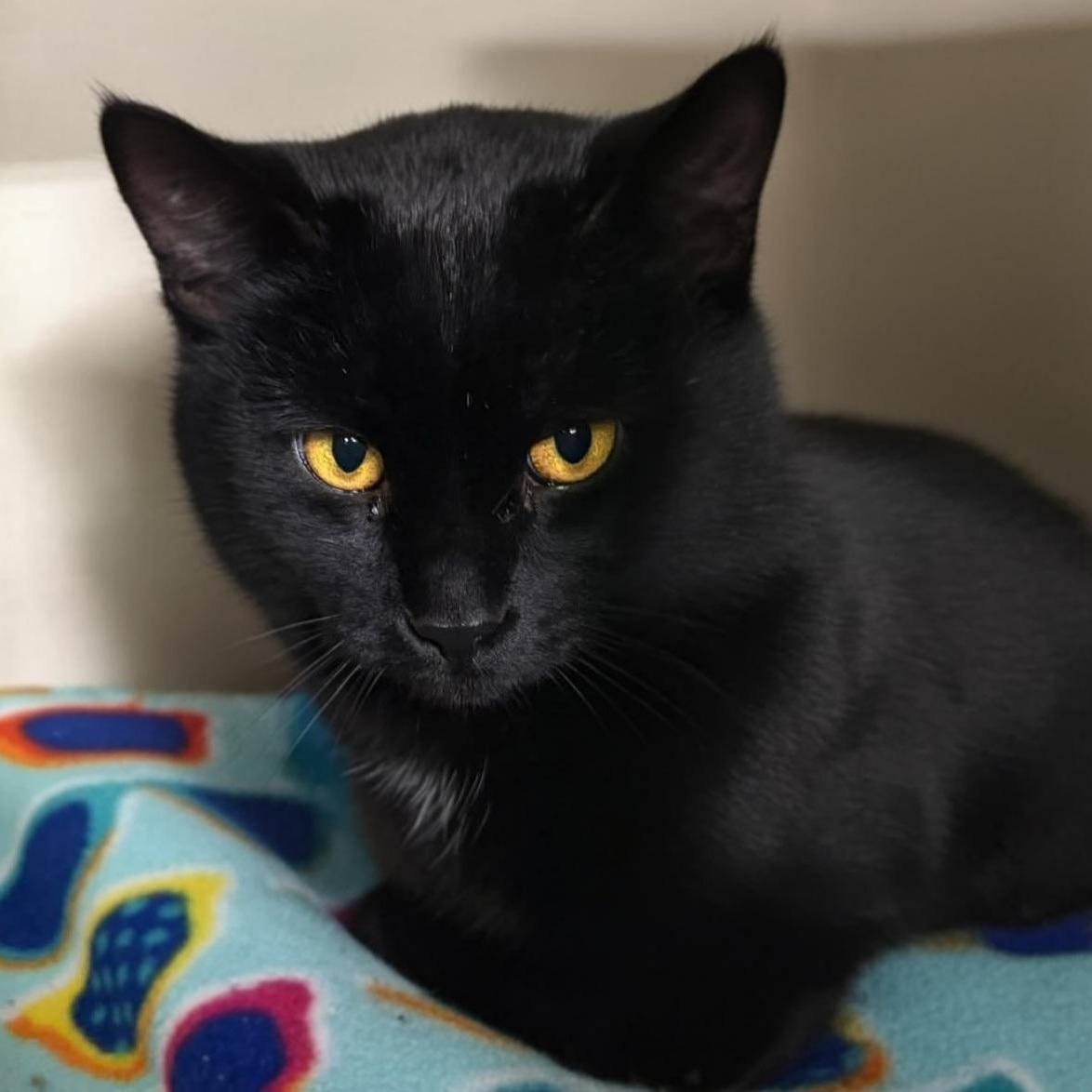 Enlarge Coolio, a Adoptable Domestic Short Hair in Grand Rapids, MI image 5/6