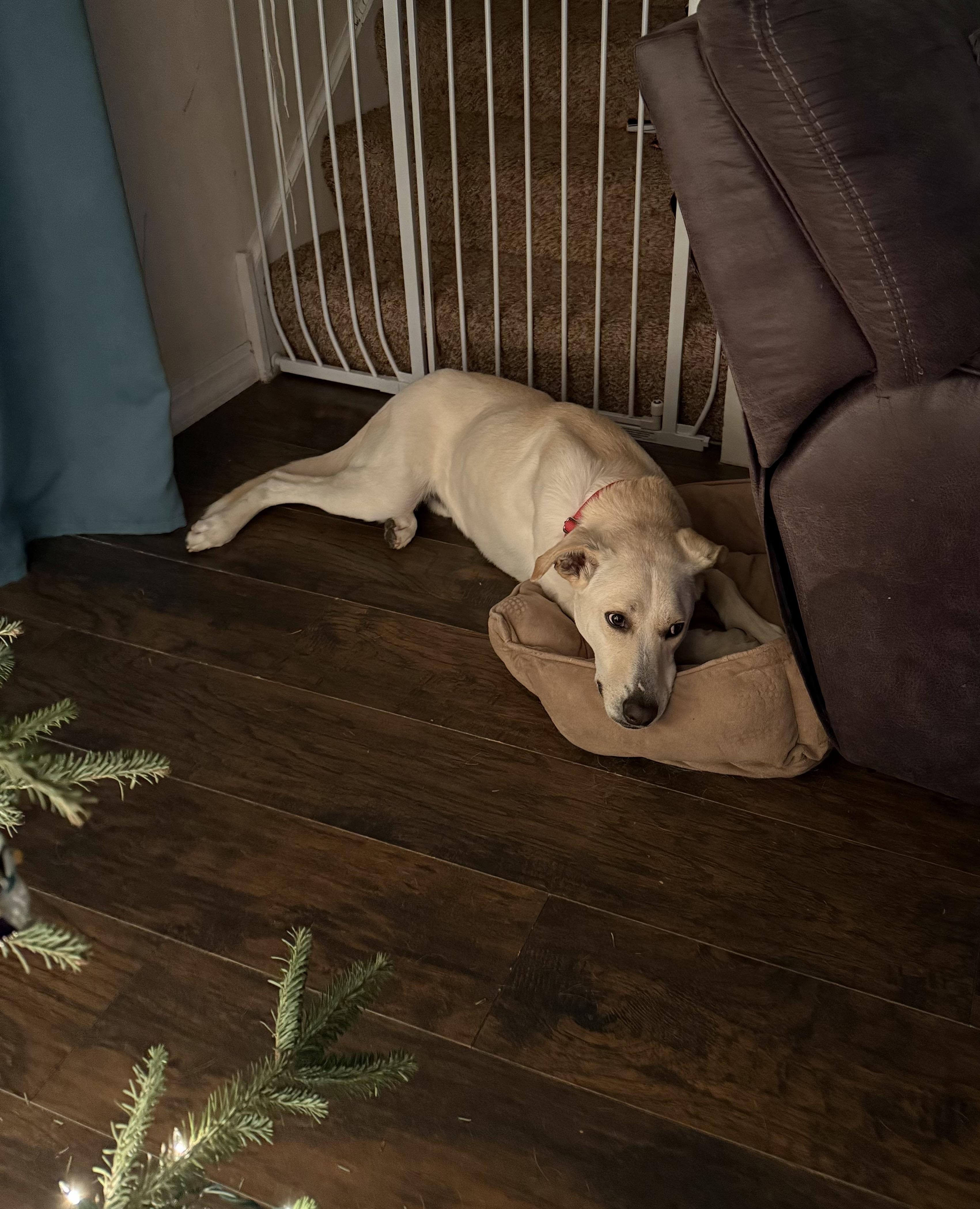 Enlarge Butters, an adopted mixed breed in Oswego, IL image 3/6