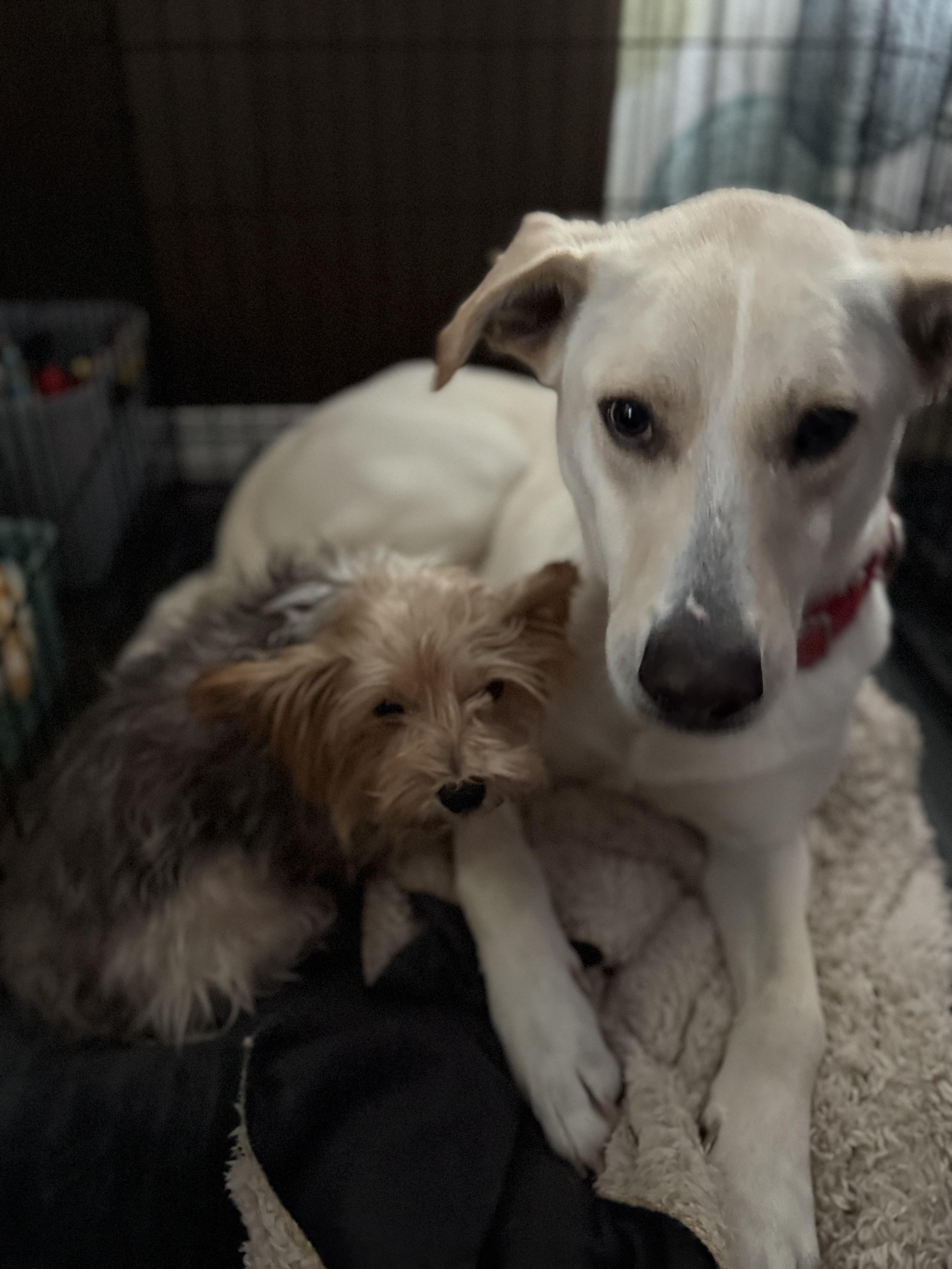 Enlarge Butters, an adopted mixed breed in Oswego, IL image 2/6