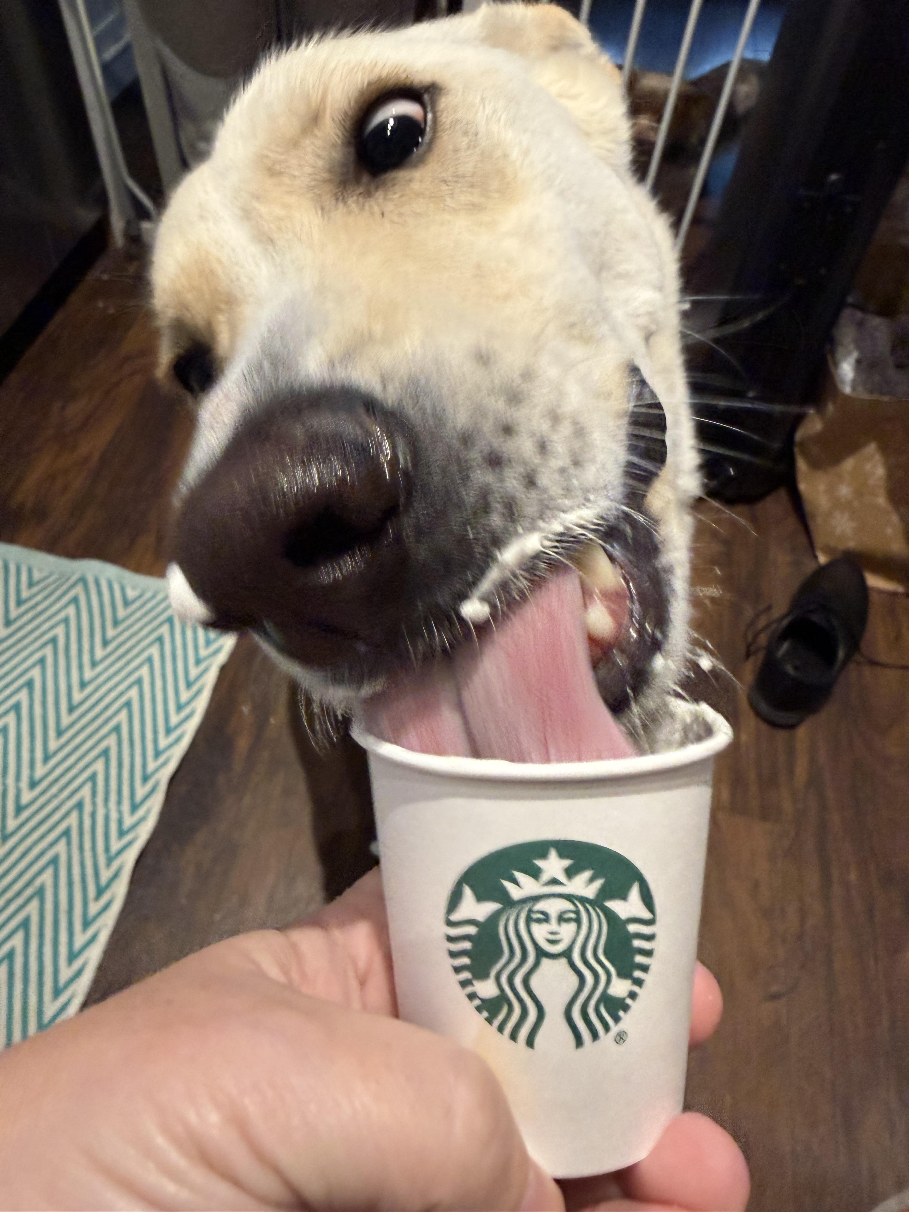 Enlarge Butters, an adopted mixed breed in Oswego, IL image 4/6