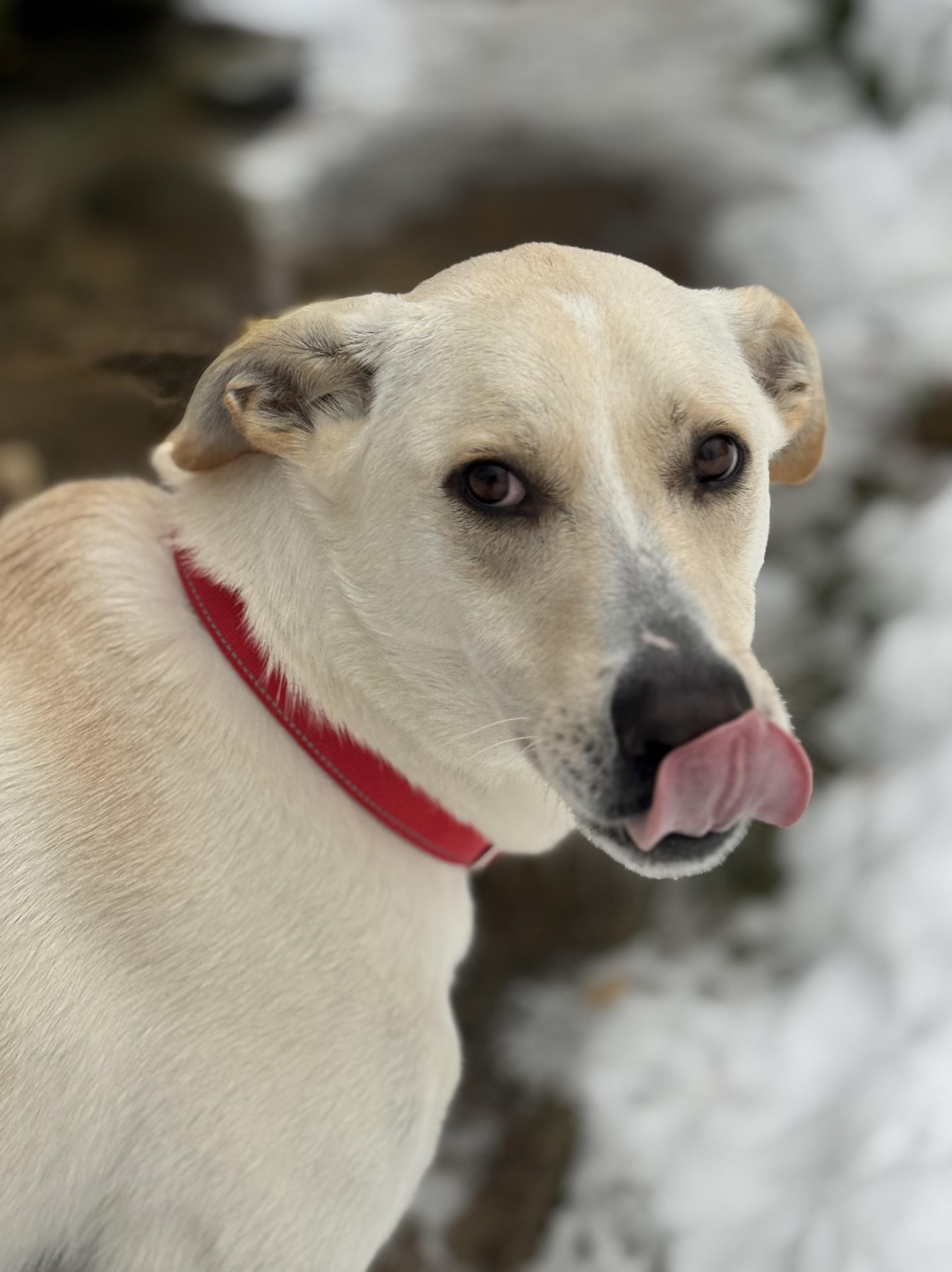 Butters, adopted, Adult Male Retriever & Shepherd.
