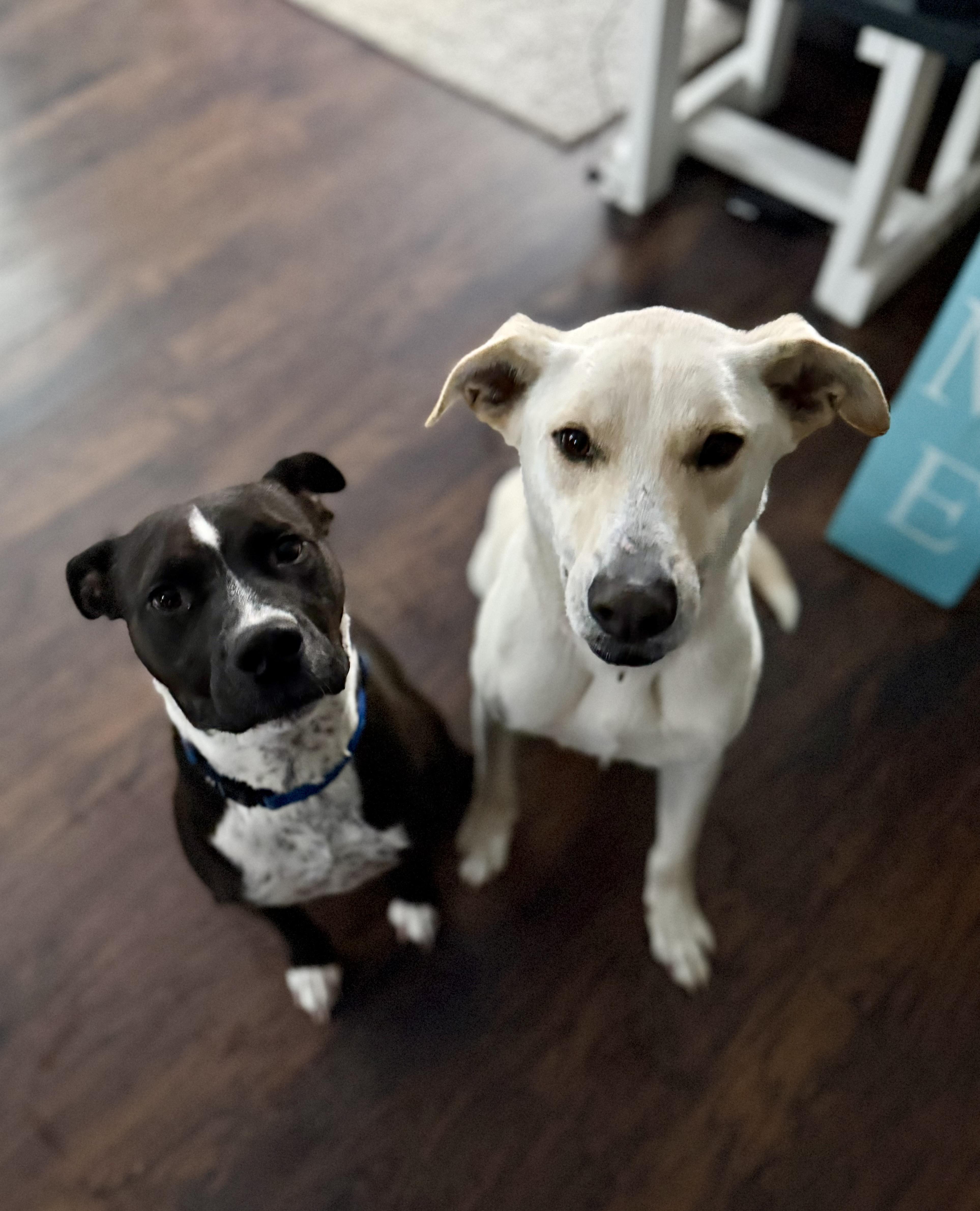 Enlarge Butters, an adopted mixed breed in Oswego, IL image 5/6