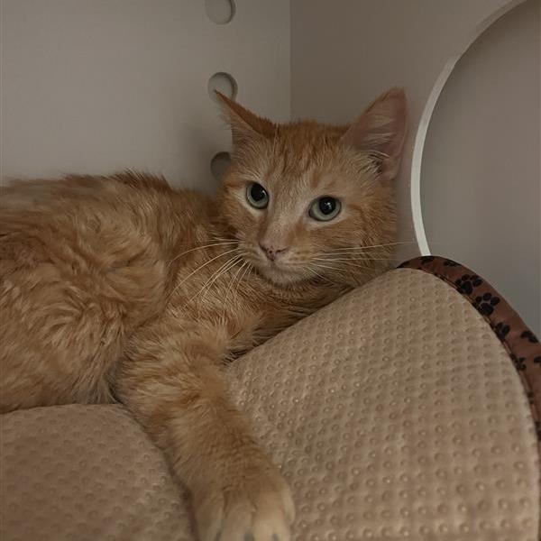 Dreamsicle, Adoptable, Young Male Domestic Short Hair.