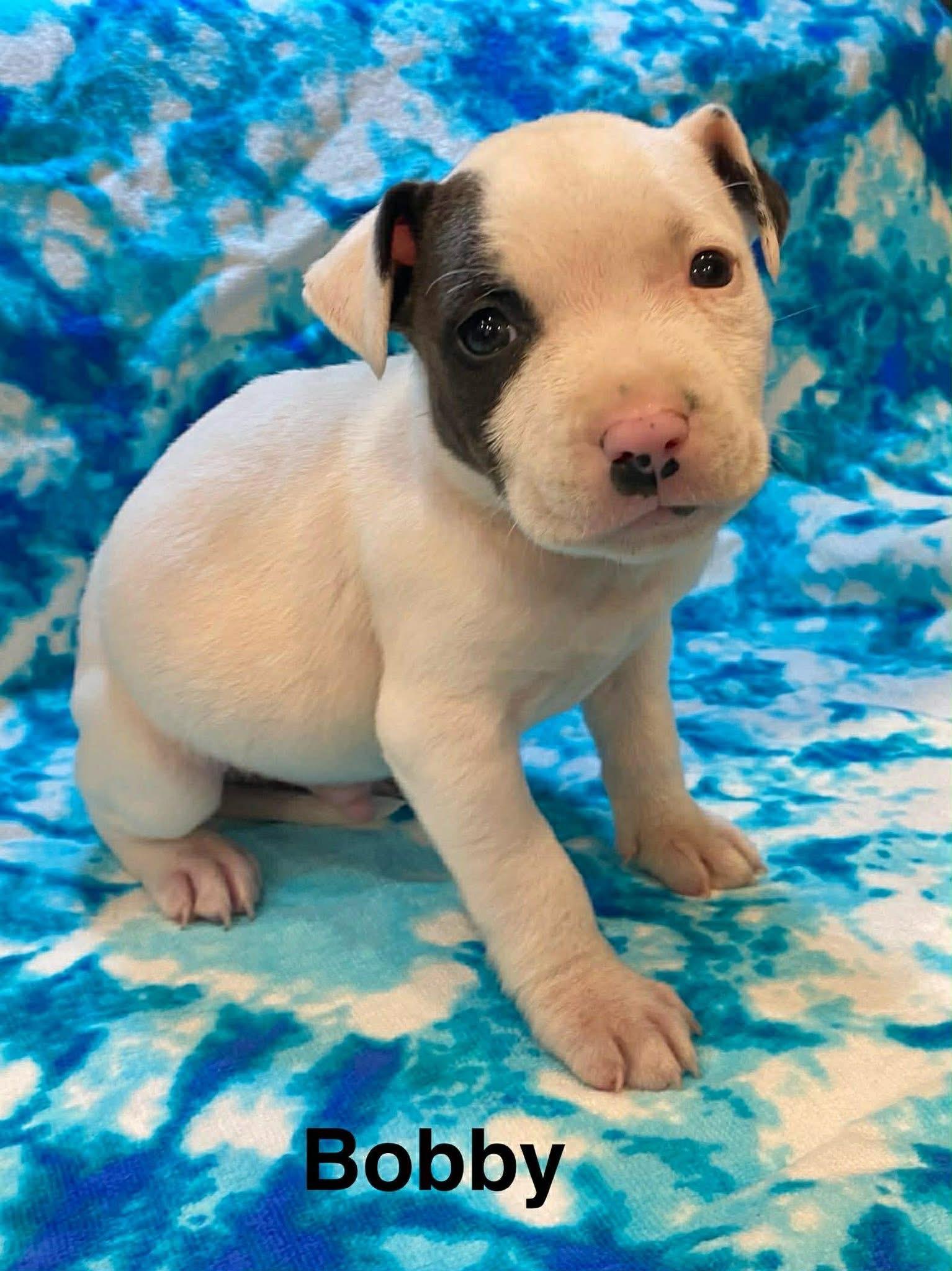 Bobby, a ADOPTABLE Pit Bull Terrier in Littleton, CO image 1/2