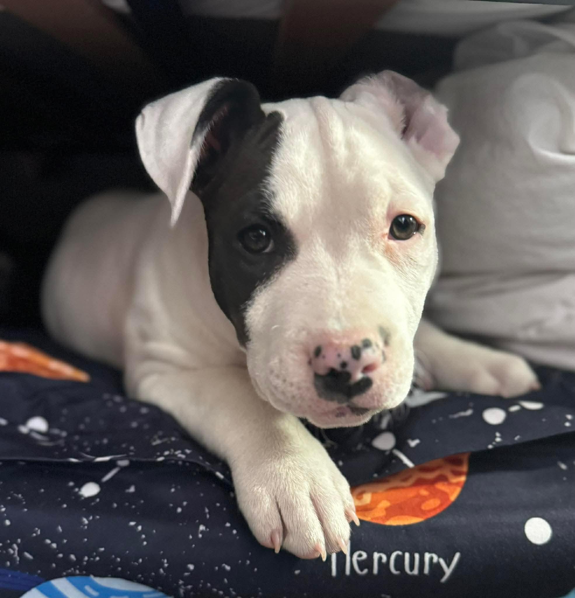 Bobby, a ADOPTABLE Pit Bull Terrier in Littleton, CO image 2/2