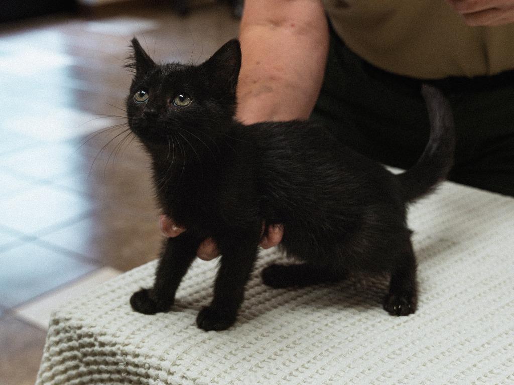 Enlarge Bandit, a Adoptable mixed breed in Mocksville, NC image 4/5