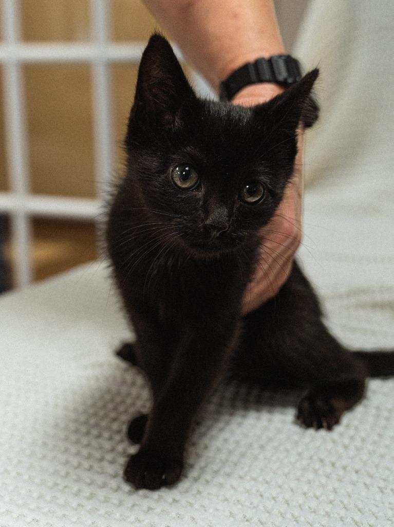 Enlarge Bandit, a Adoptable mixed breed in Mocksville, NC image 5/5