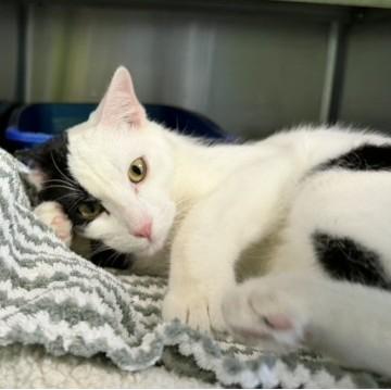 Enlarge Deville, a ADOPTABLE mixed breed in Bolingbrook, IL image 2/2