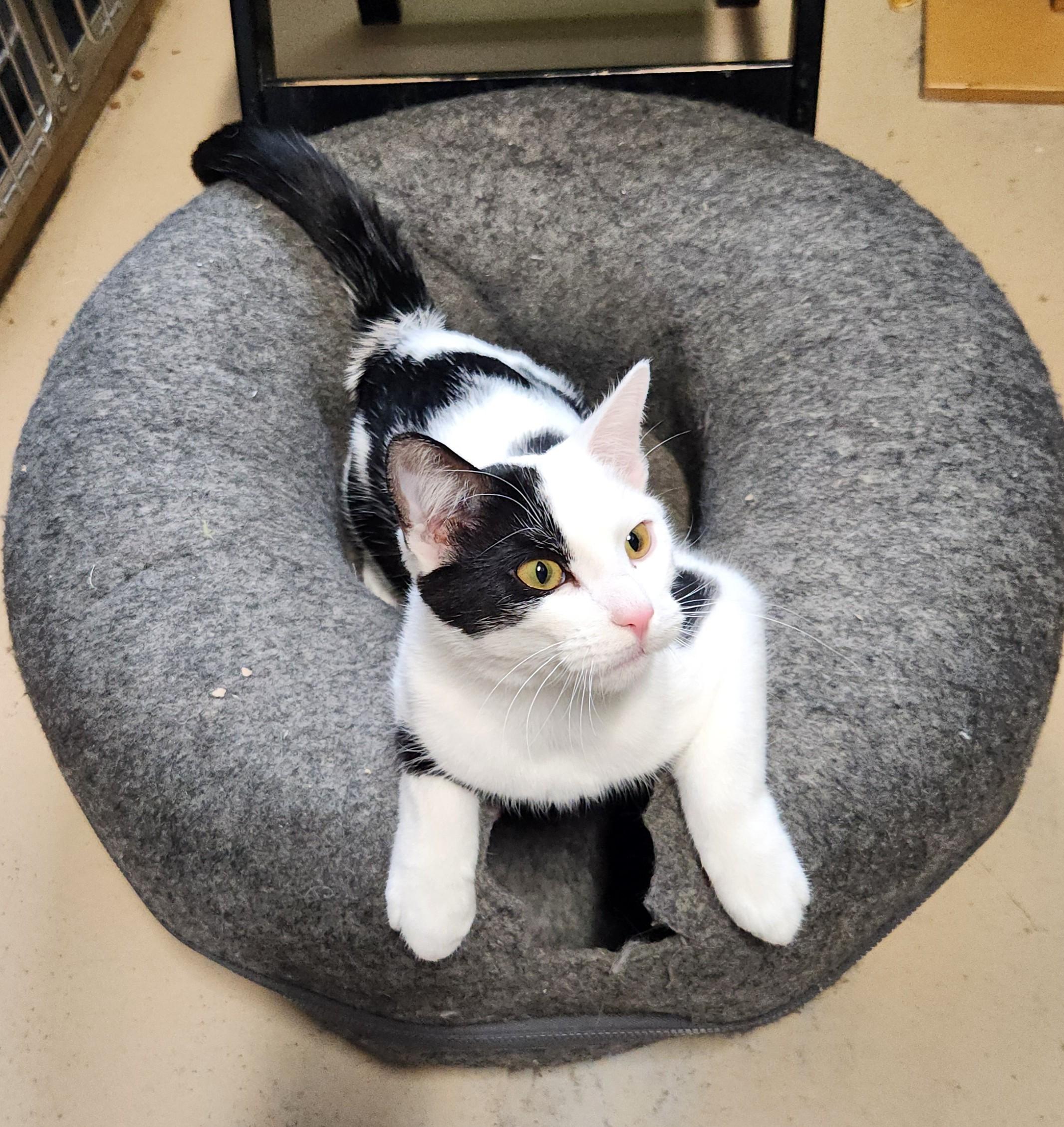 Enlarge Deville, a ADOPTABLE mixed breed in Bolingbrook, IL image 1/2