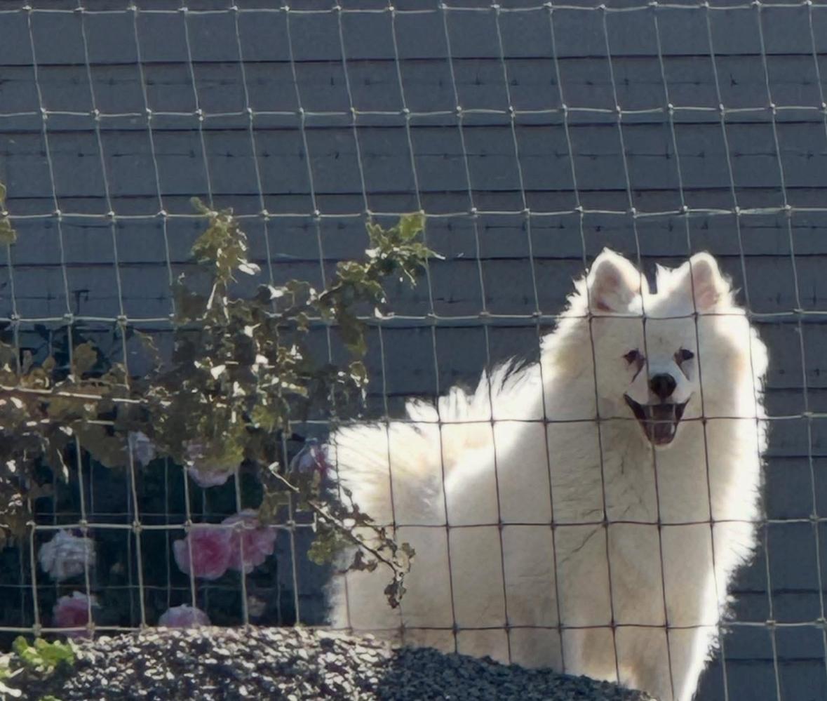 Enlarge Nimbus, a ADOPTABLE Pomeranian in Hollister, CA image 1/1