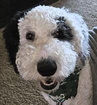 Enlarge Gator, an adopted mixed breed in Frederick, MD image 1/4