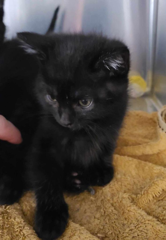 Whiskers, Adoptable, Kitten Male Domestic Short Hair.