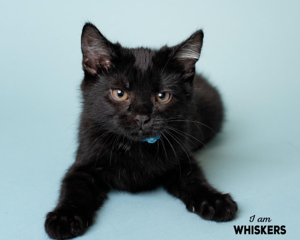 Enlarge Whiskers, a Adoptable Domestic Short Hair in Boone, IA image 2/2