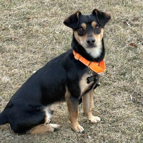 Dexter, Adoptable, Adult Male Chihuahua.