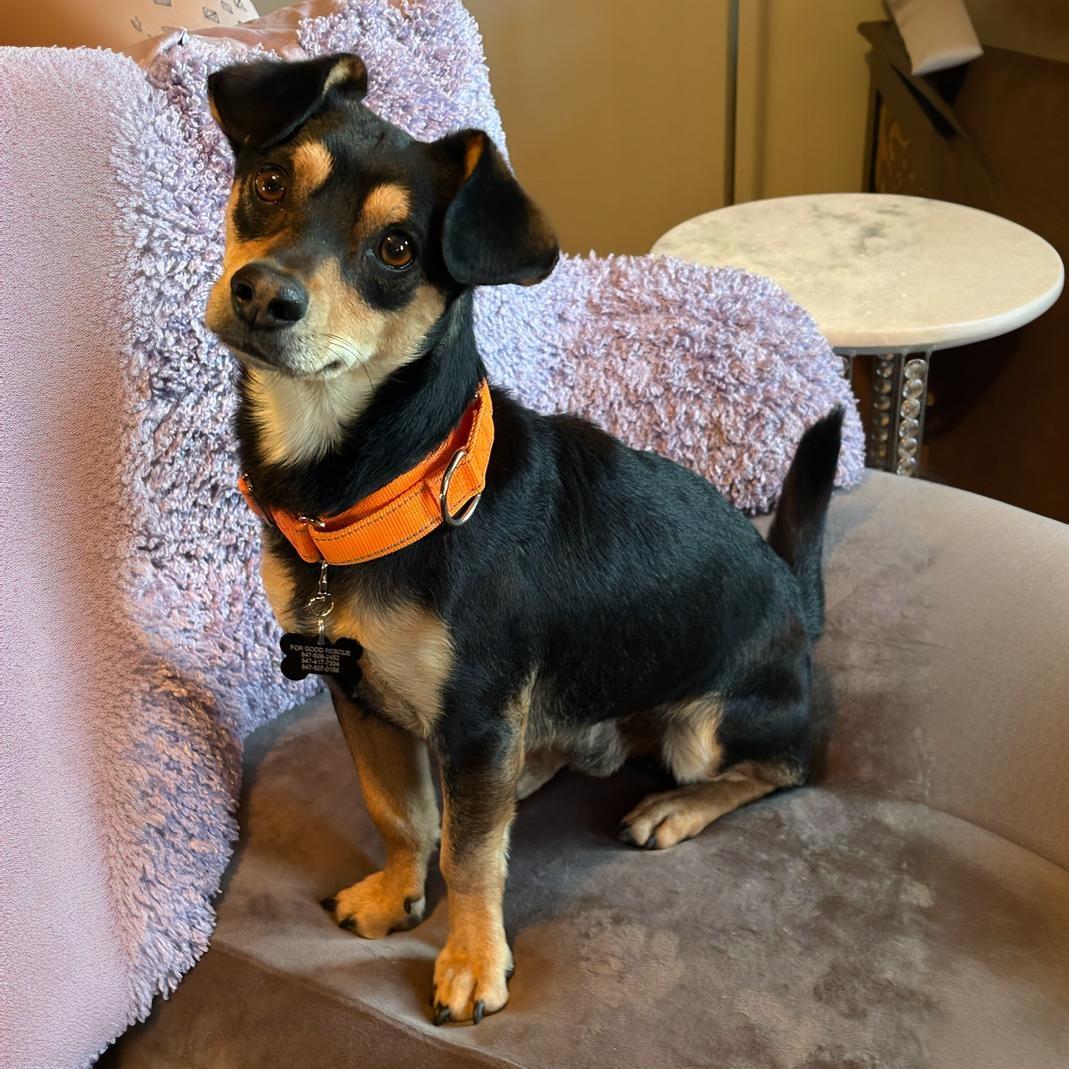 Enlarge Dexter, a Adoptable Chihuahua in Lincolnshire, IL image 4/5