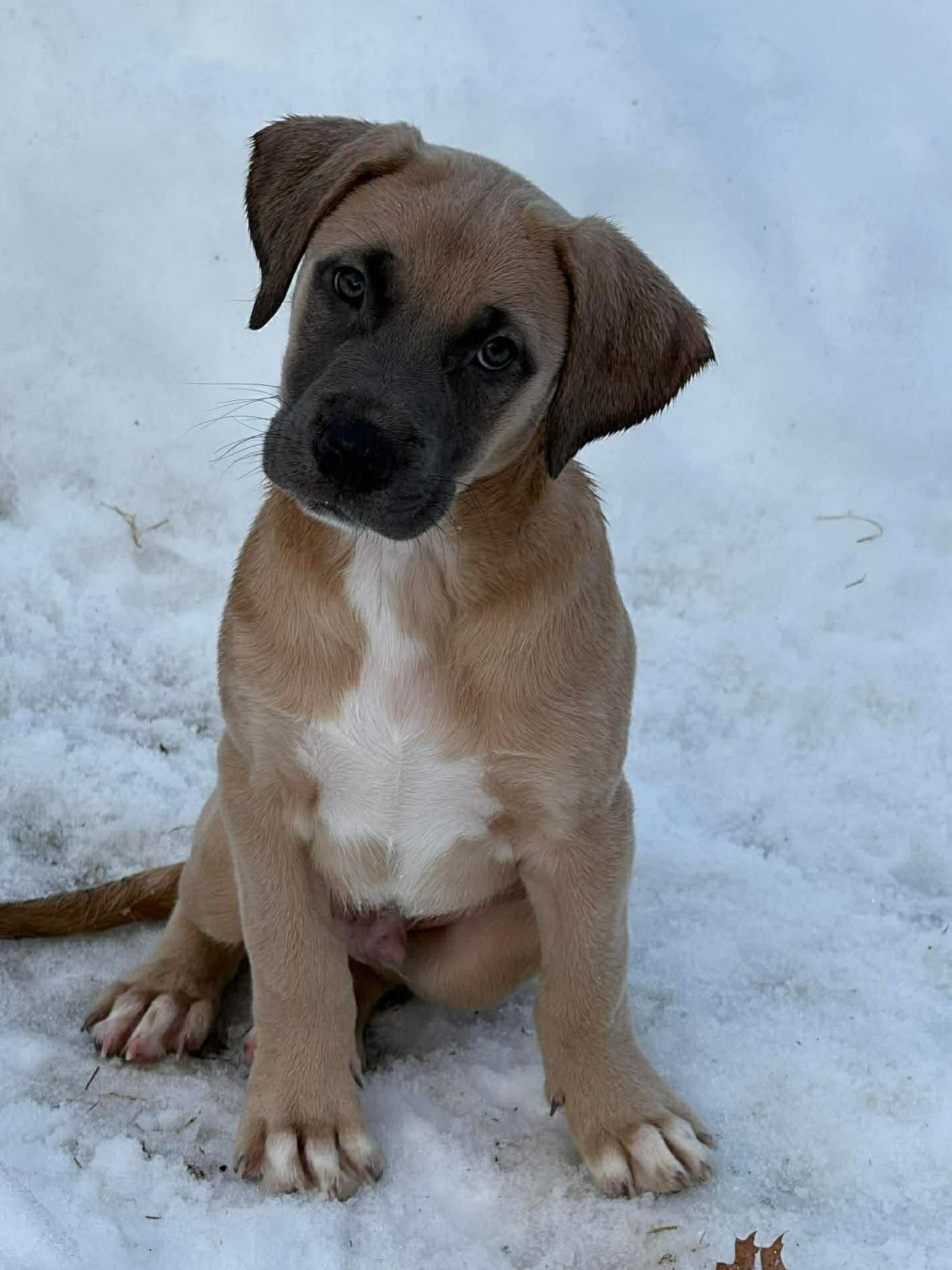 Enlarge Thumper, an adopted mixed breed in Salem, NH image 1/3
