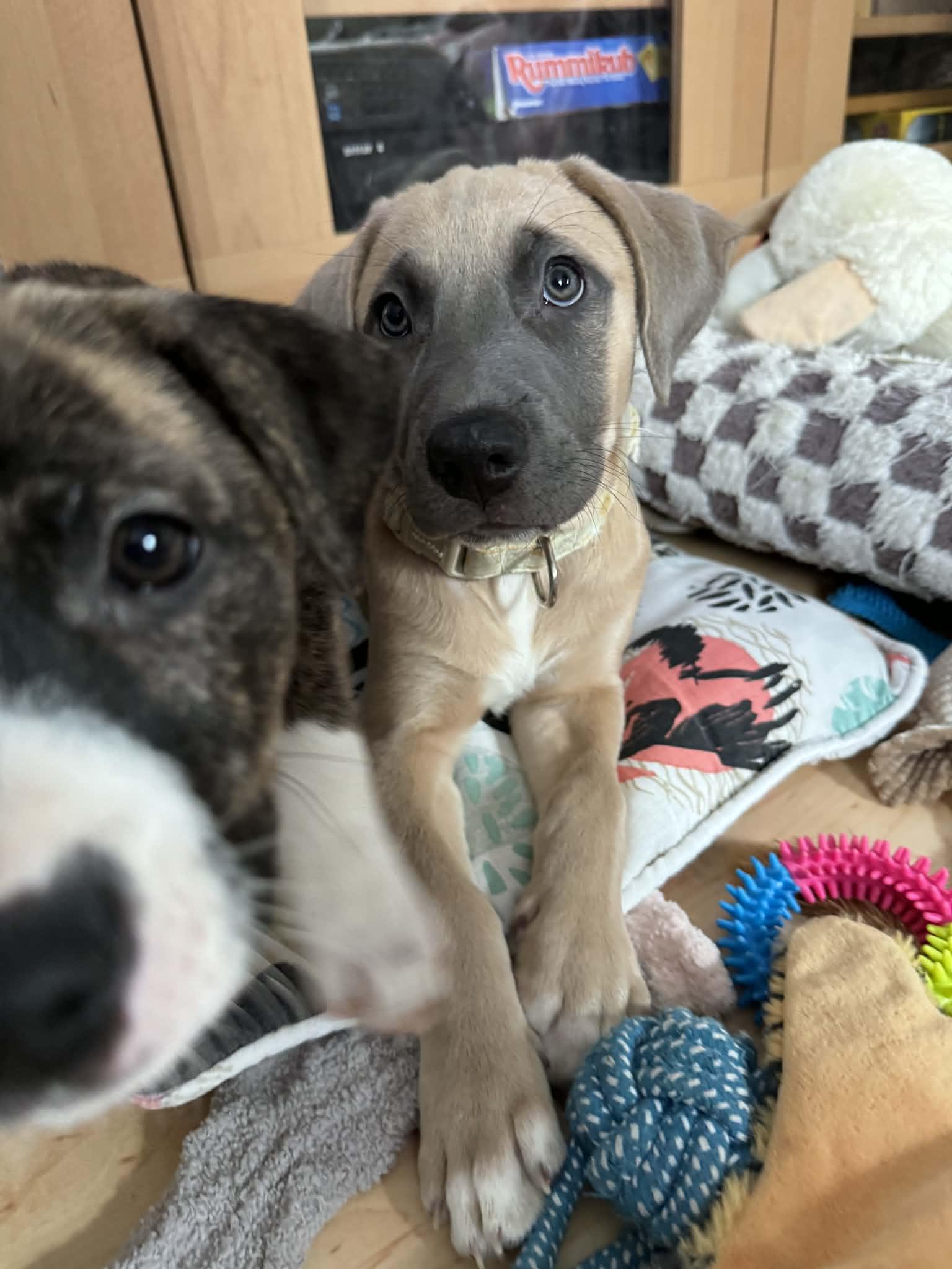 Enlarge Thumper, an adopted mixed breed in Salem, NH image 2/3