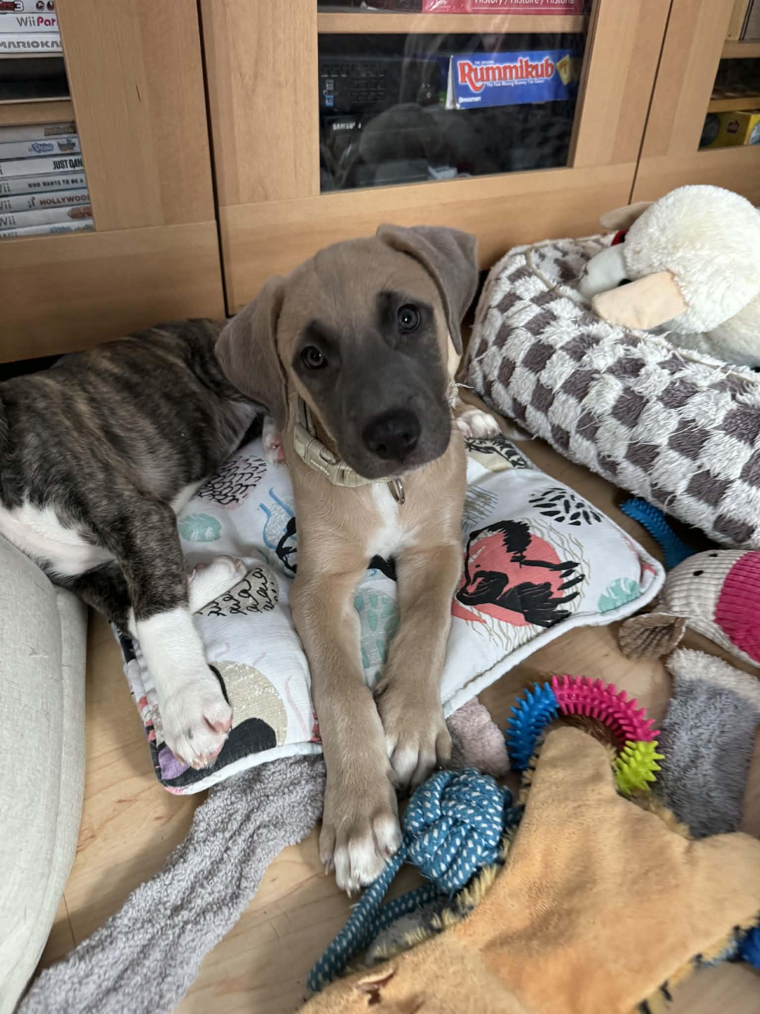 Enlarge Thumper, an adopted mixed breed in Salem, NH image 3/3