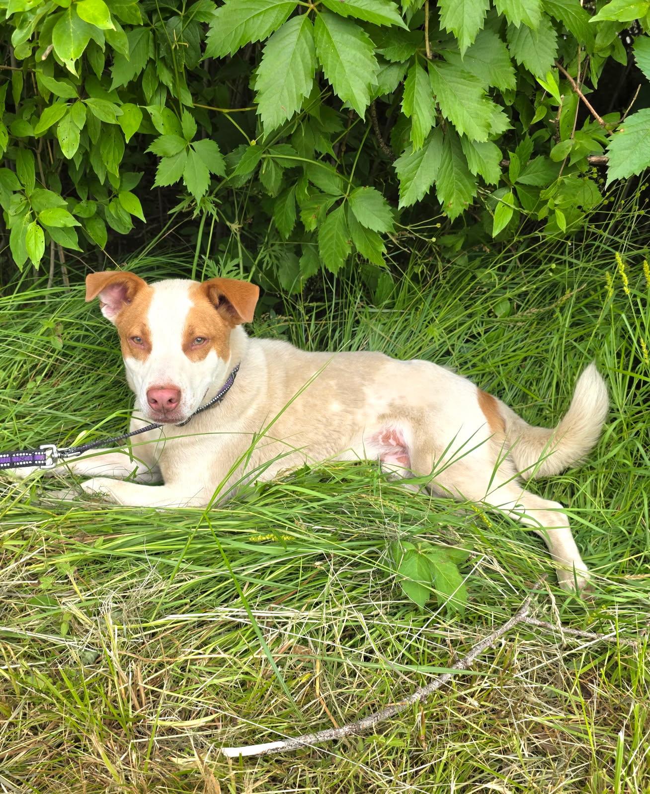 Enlarge Spot, a Adoptable mixed breed in Salamanca, NY image 1/5