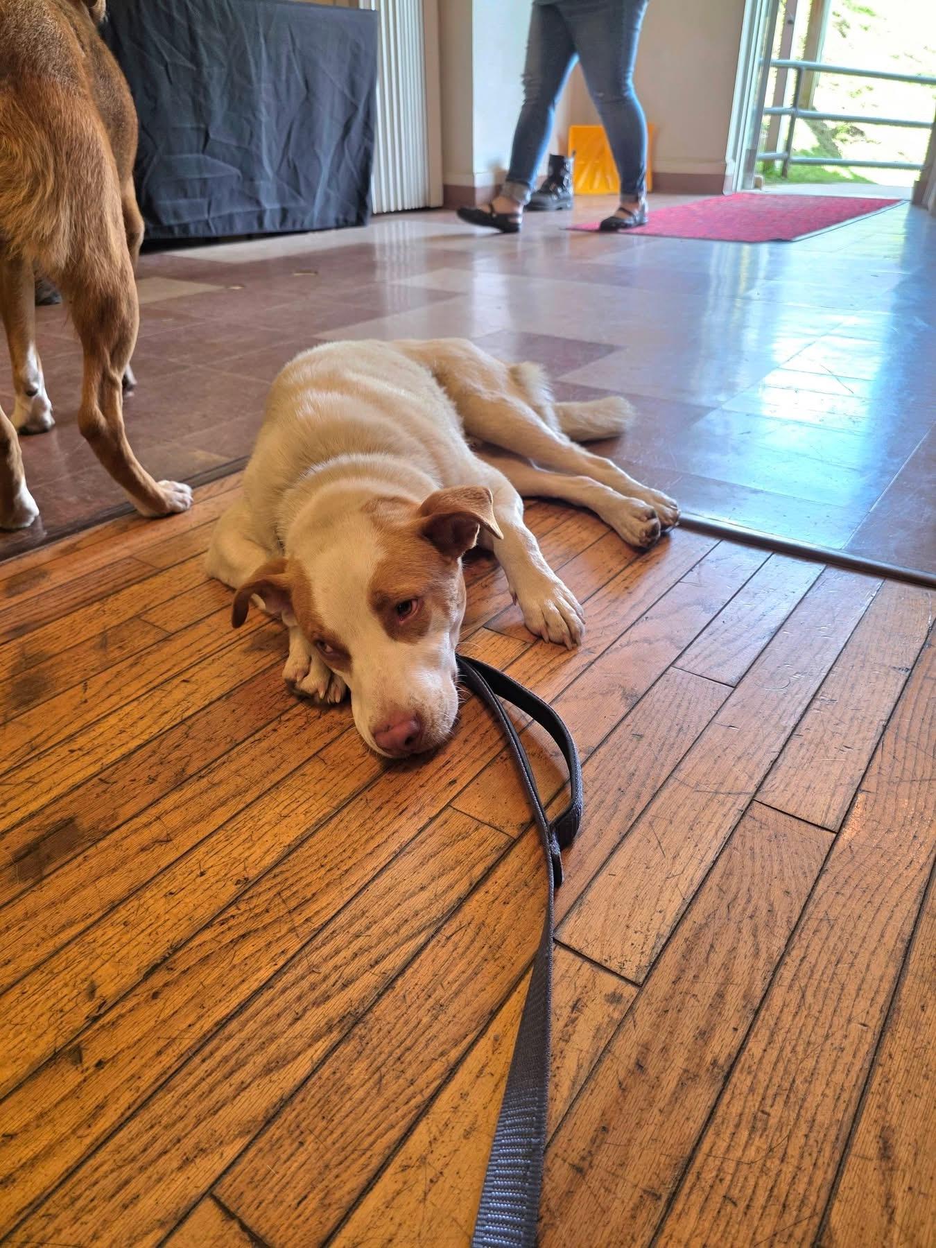 Enlarge Spot, a Adoptable mixed breed in Salamanca, NY image 5/5