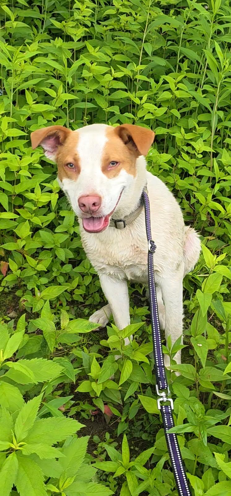 Enlarge Spot, a Adoptable mixed breed in Salamanca, NY image 2/5