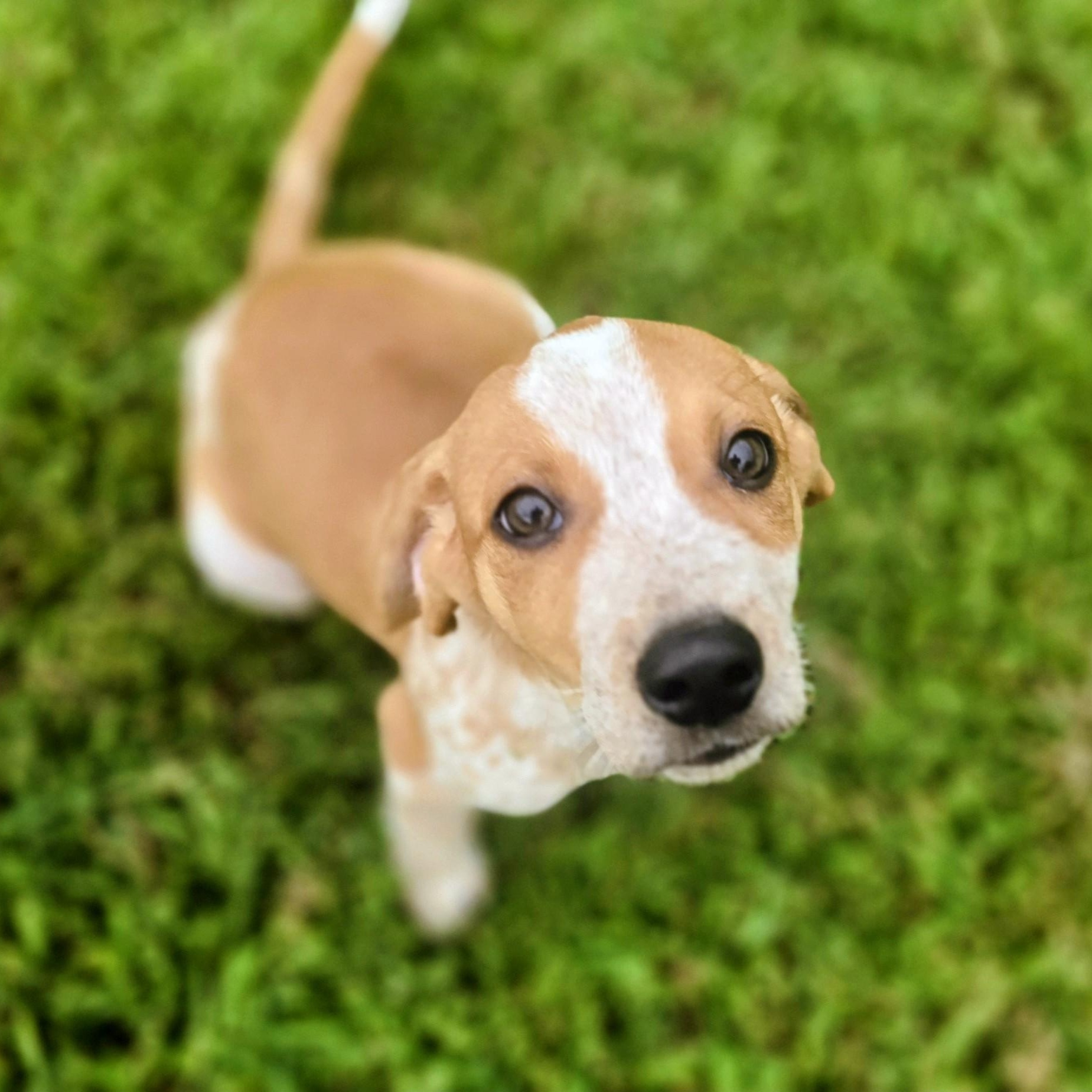 Enlarge Cinnamon, a ADOPTABLE Beagle in Lancaster, SC image 1/1