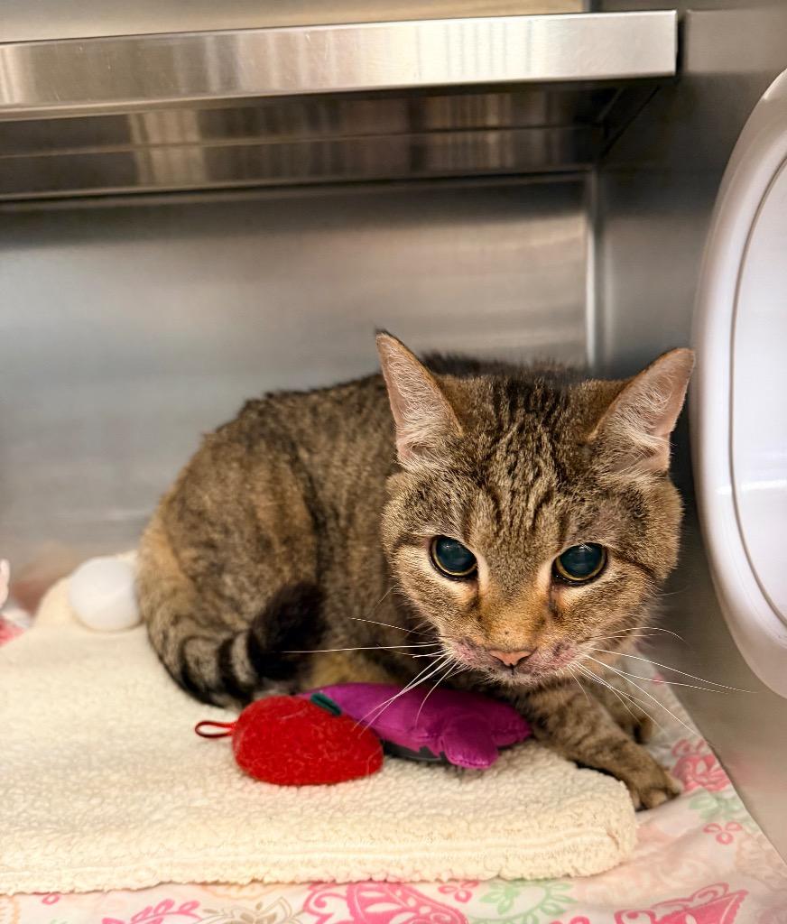 Callie Girl, Adoptable, Senior Female Domestic Short Hair.
