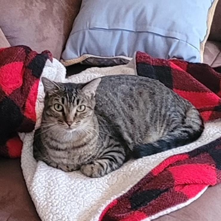 Duncan, Adoptable, Young Male Domestic Short Hair.