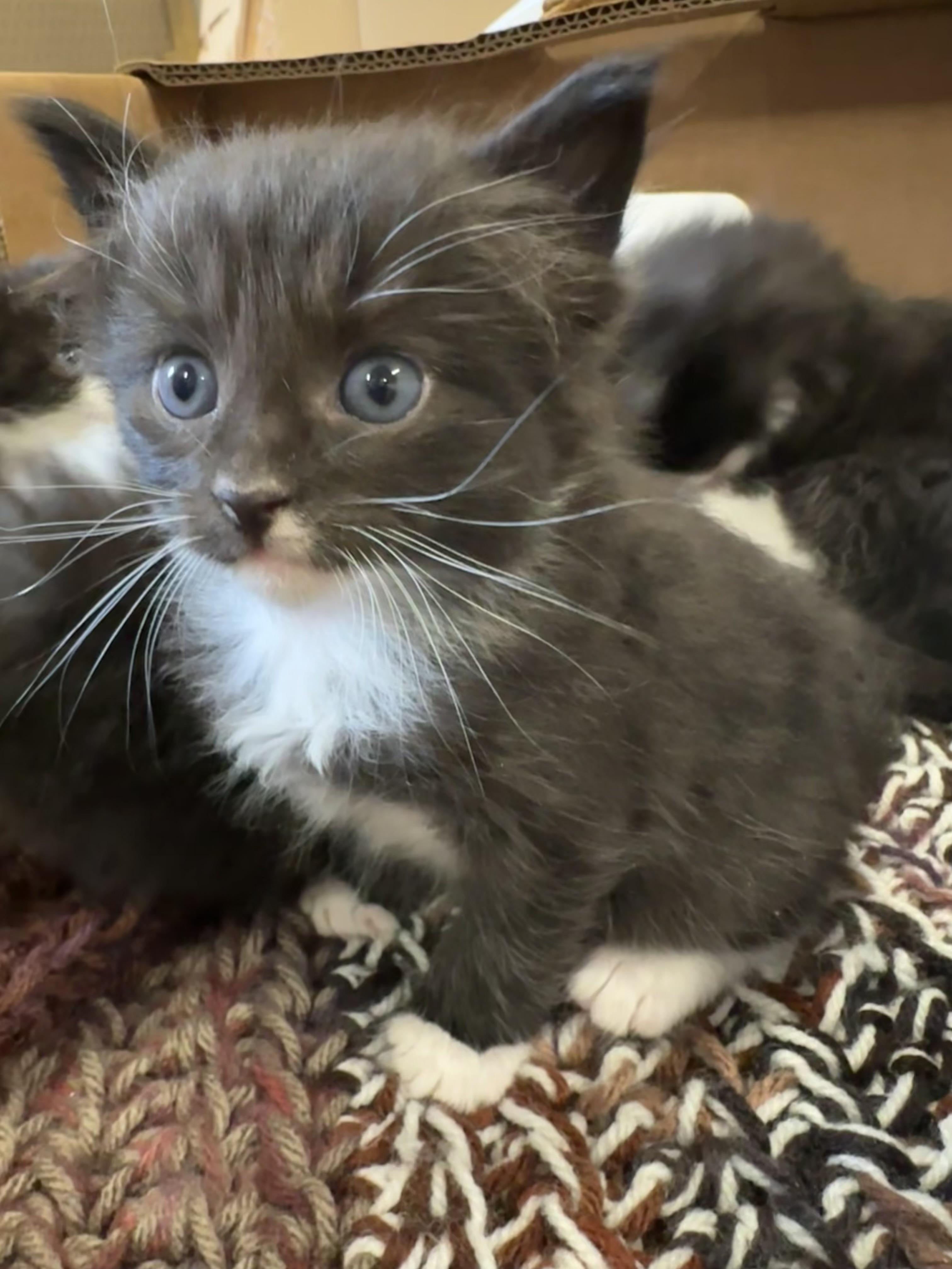 Jack, Adopted, Young Male Domestic Short Hair & Domestic Medium Hair.