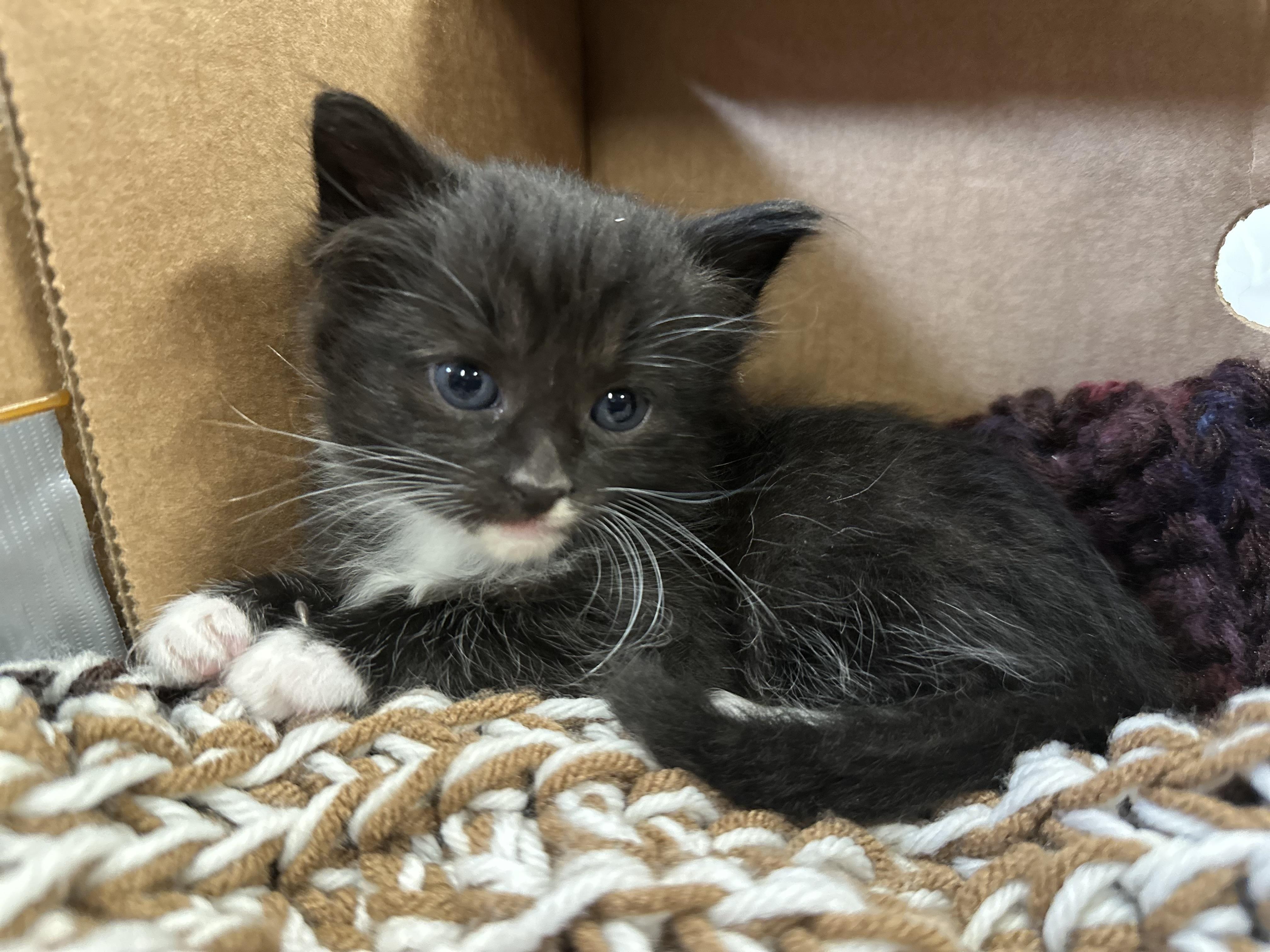 Enlarge Jack, a Adopted mixed breed in Goodlettsville, TN image 2/6