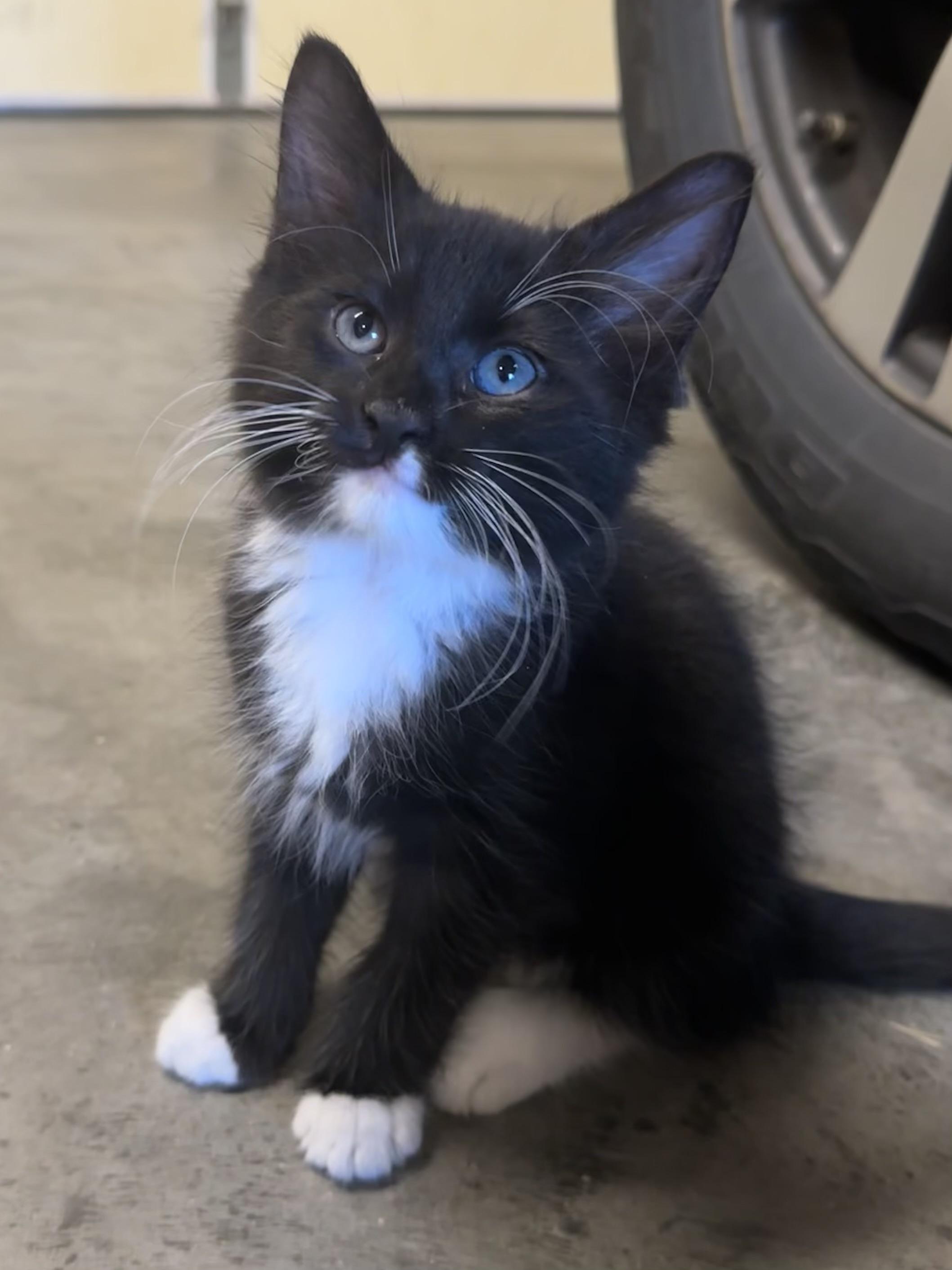 Enlarge Jack, a Adopted mixed breed in Goodlettsville, TN image 3/6