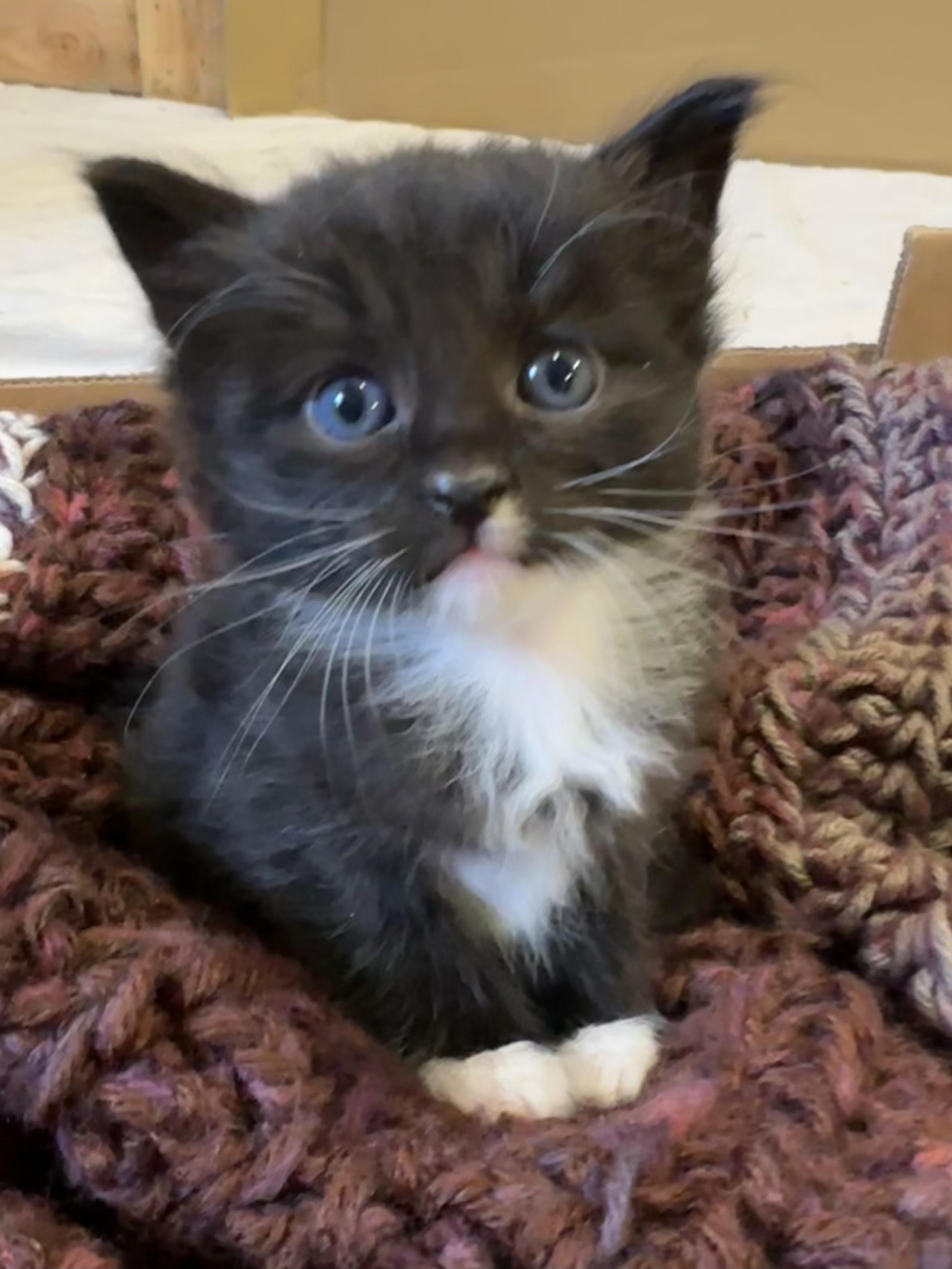 Enlarge Jack, a Adopted mixed breed in Goodlettsville, TN image 5/6