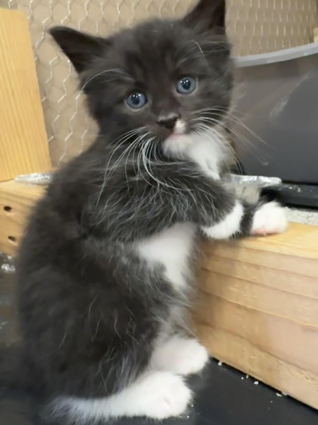 Enlarge Jack, a Adopted mixed breed in Goodlettsville, TN image 6/6