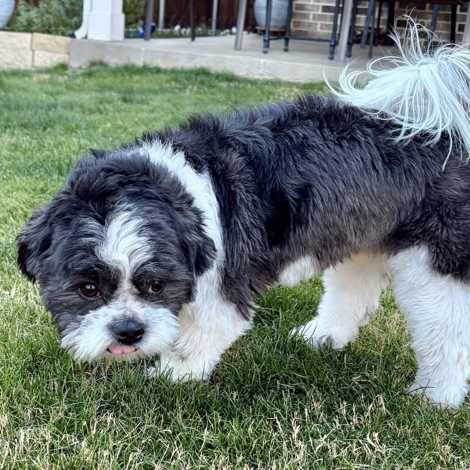 Enlarge Tristan Trooper, an adoptable mixed breed in Plano, TX image 2/4