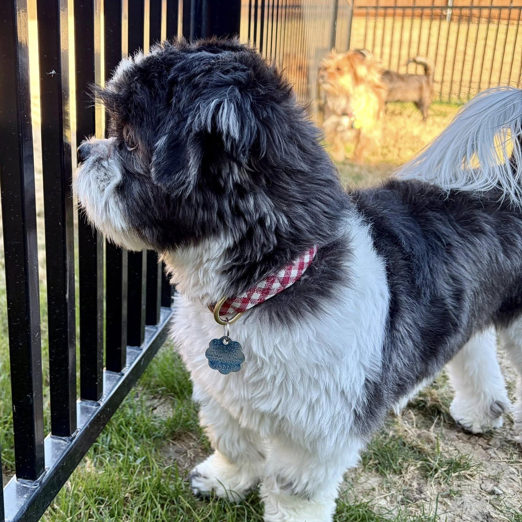 Enlarge Tristan Trooper, an adoptable mixed breed in Plano, TX image 4/4
