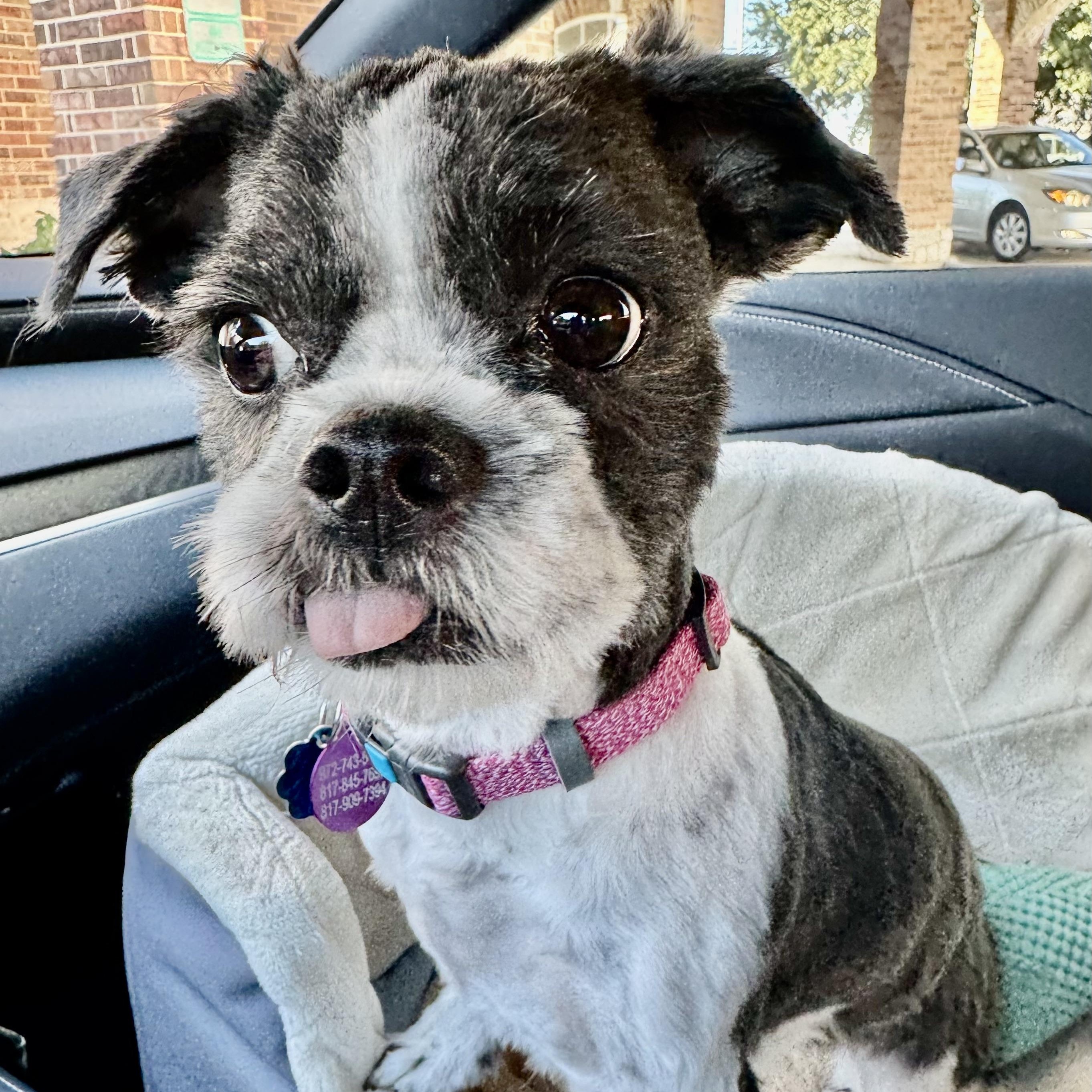 Enlarge Tristan Trooper, an adoptable mixed breed in Plano, TX image 3/4