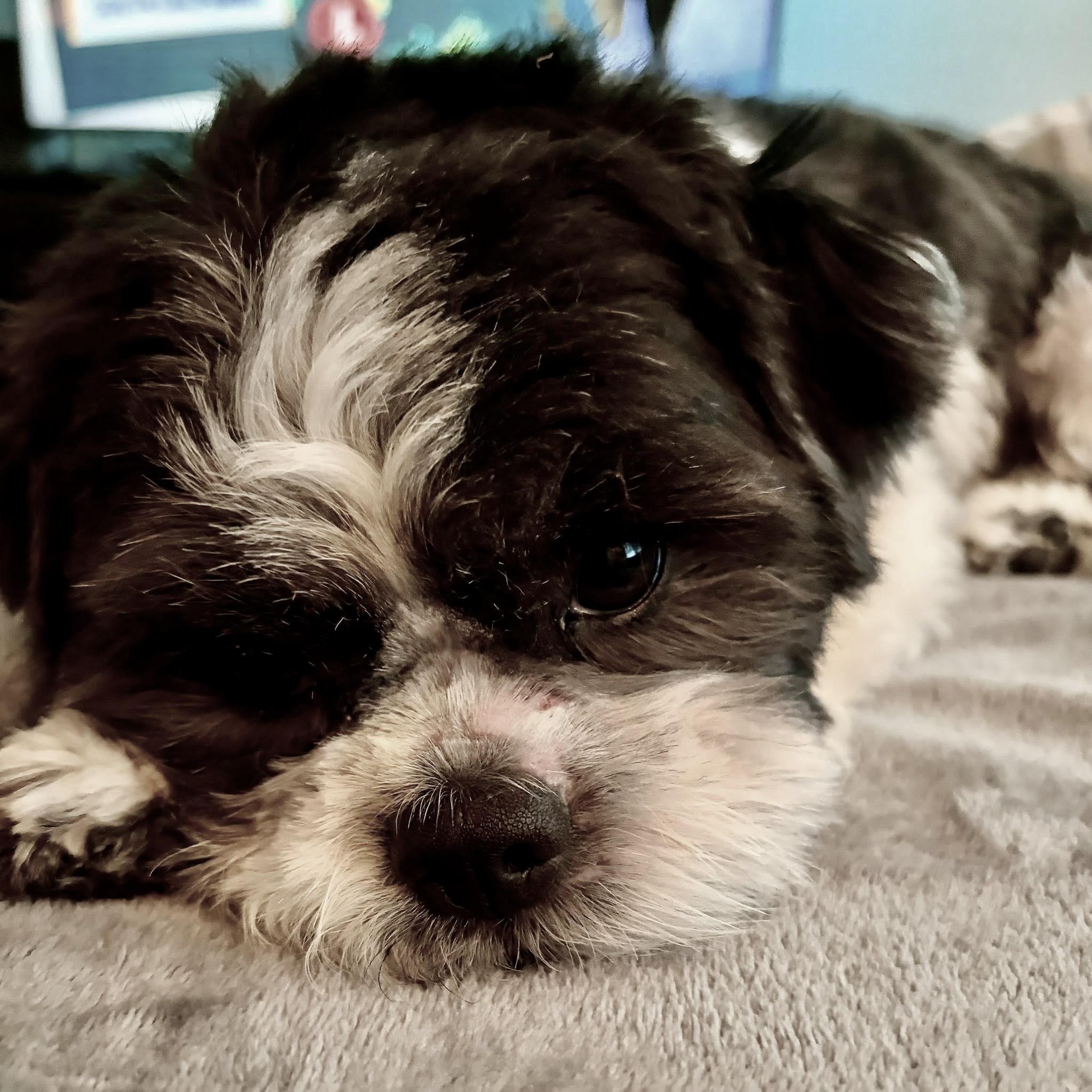 Tristan Trooper, adoptable, Young Female Shih Tzu.