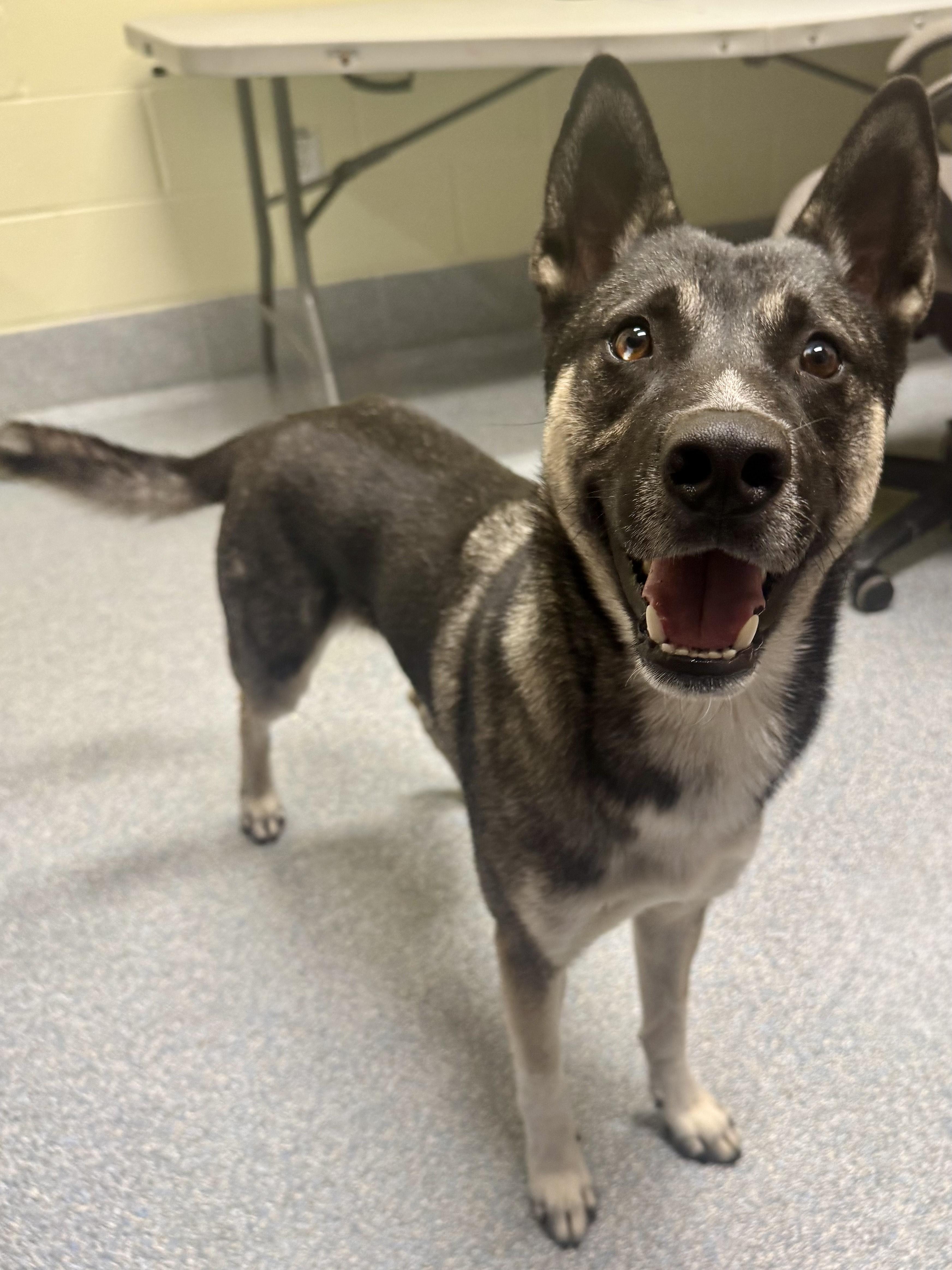 Enlarge Deebo, a ADOPTABLE mixed breed in St. Joseph, MI image 1/1