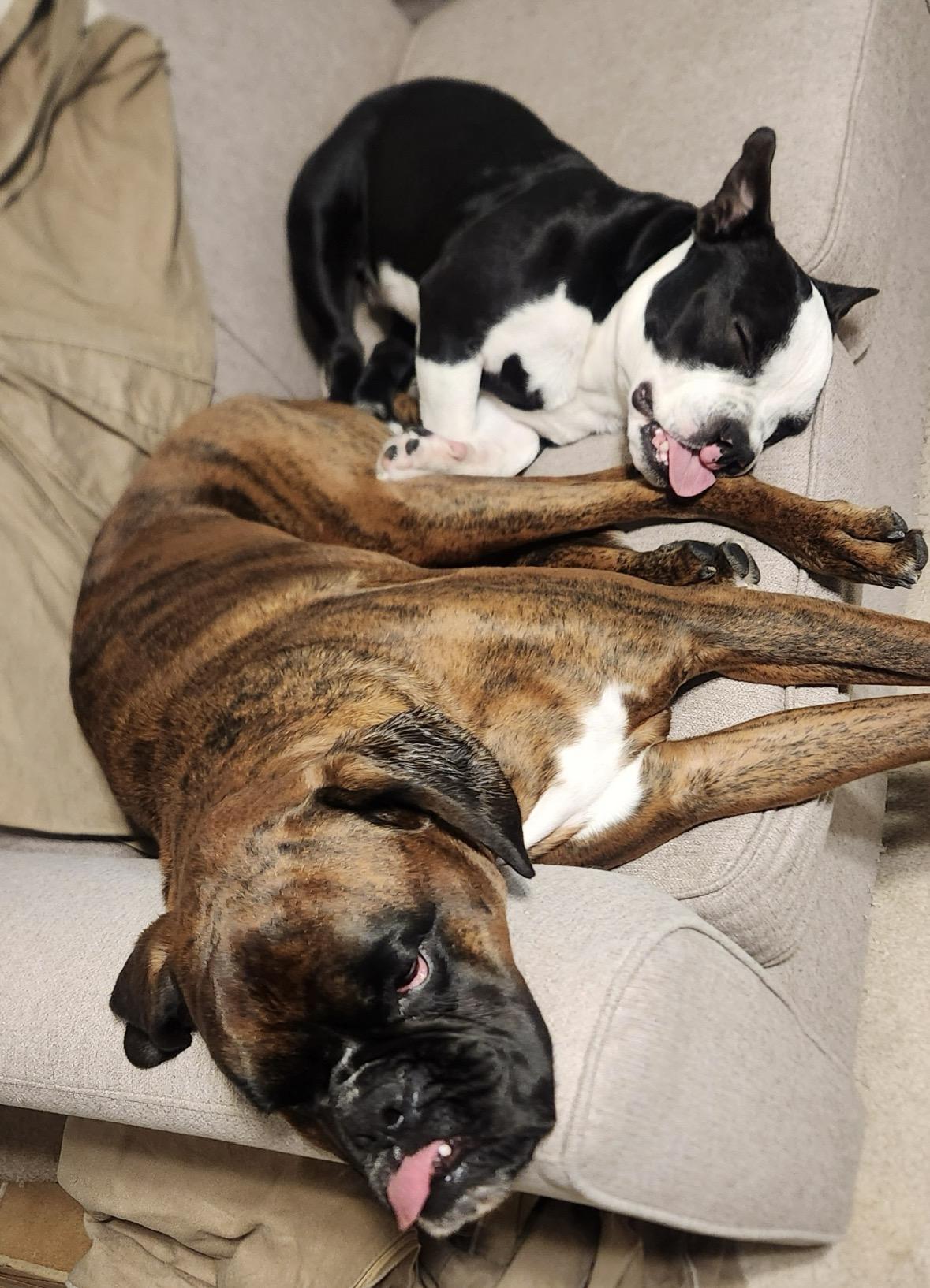 Remy , ADOPTABLE, Young Male American Bully.