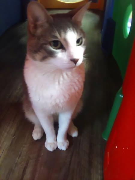 Enlarge Cricket, a Adopted Domestic Short Hair in Toms River, NJ image 1/2