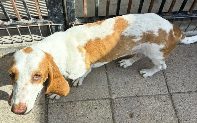 Enlarge HANNAH, a Adoptable Basset Hound in Mays Landing, NJ image 1/3